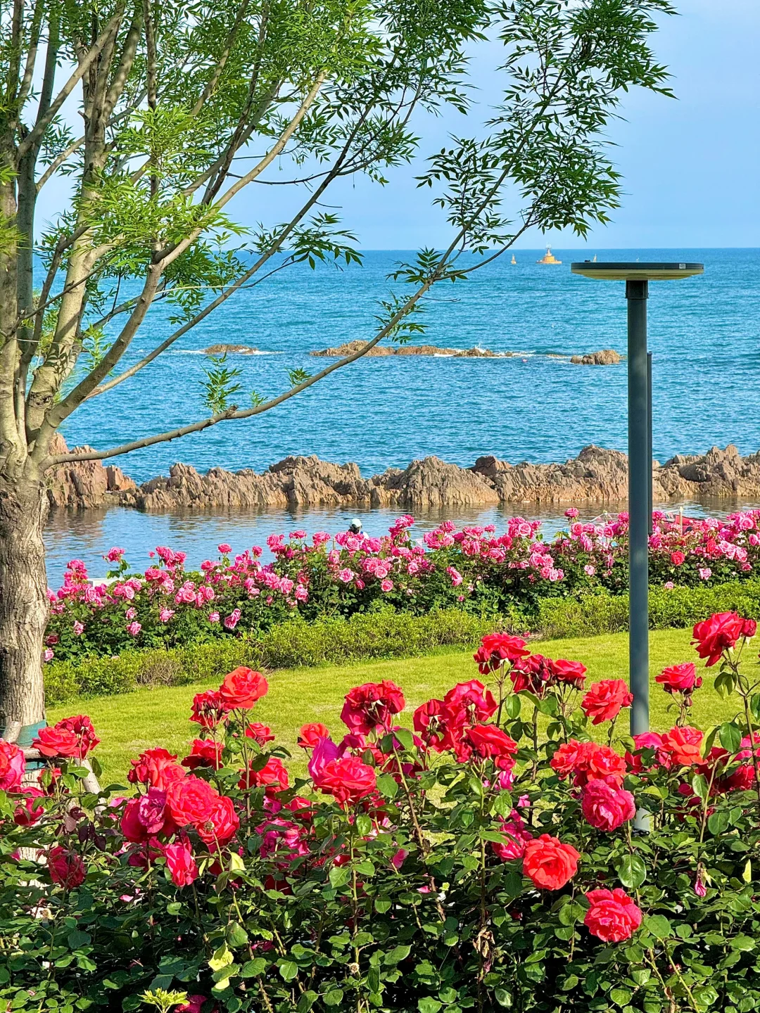 青岛！！听劝没去小麦岛！！这里美哭了😭