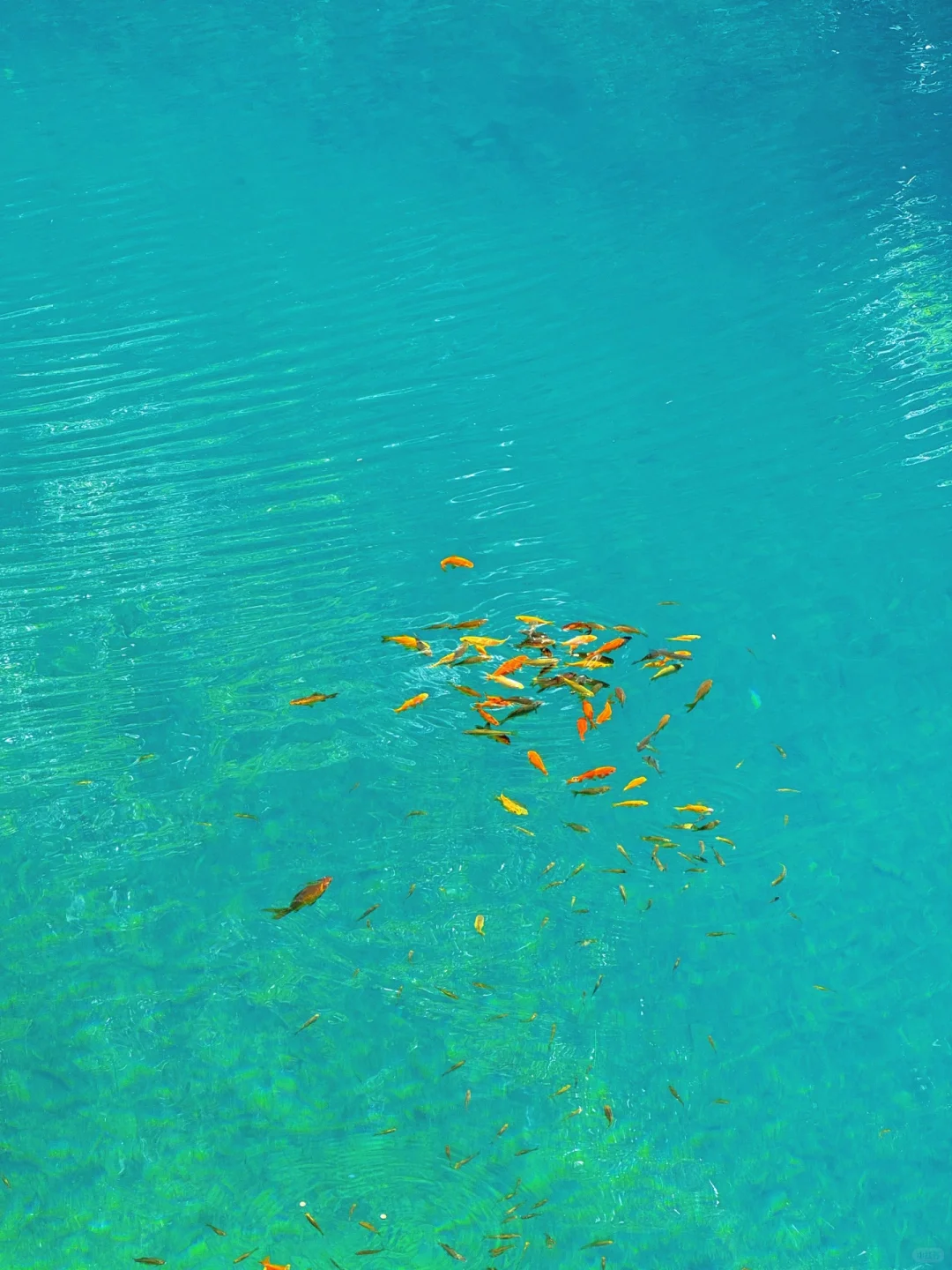 4.26live‼️小红书跟风最成功的一次