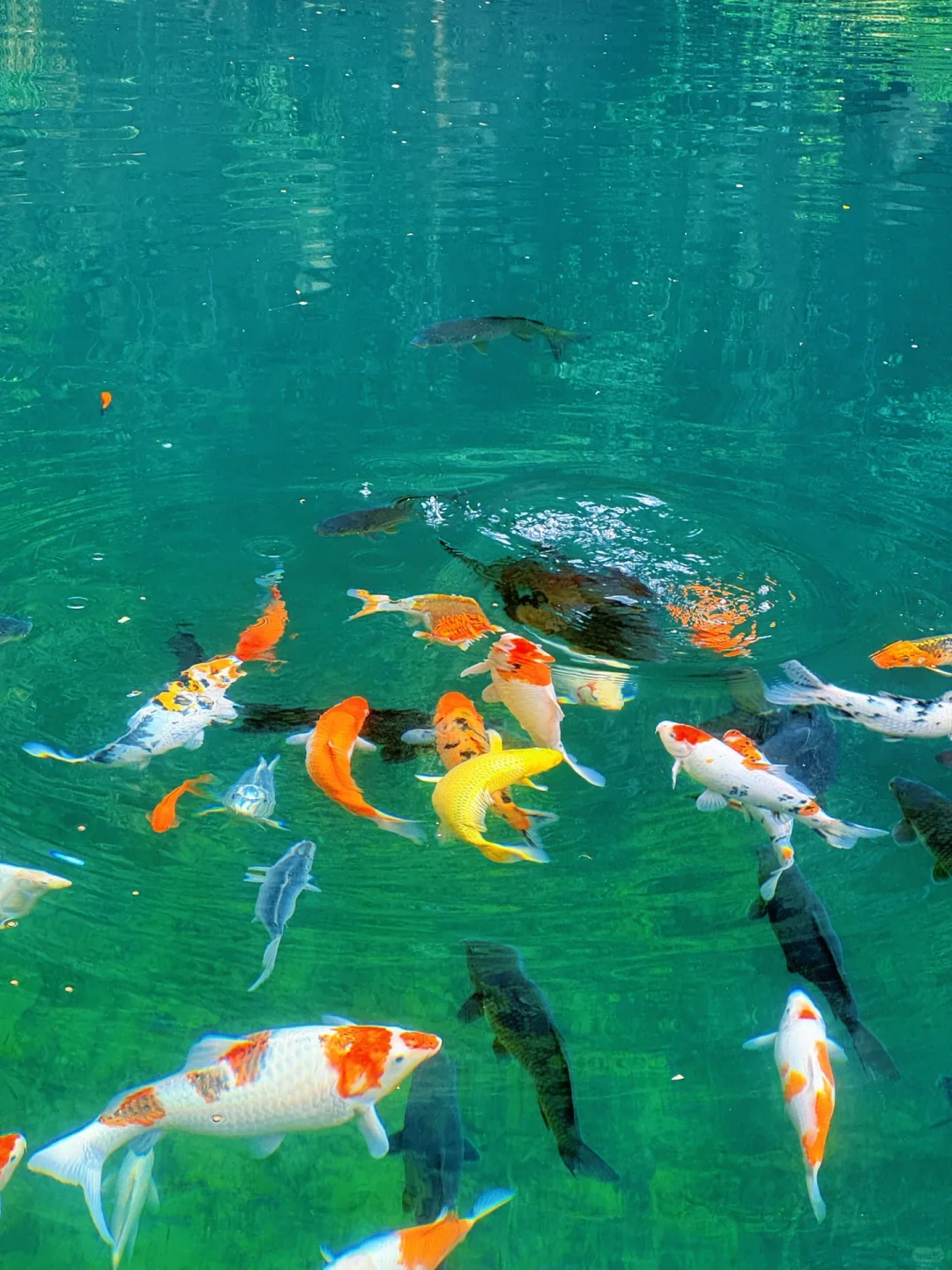 4.26live‼️小红书跟风最成功的一次