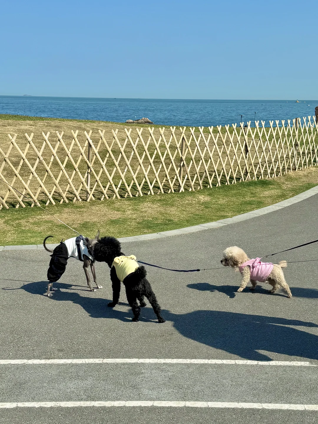 青岛！！听劝没去小麦岛！！这里美哭了😭