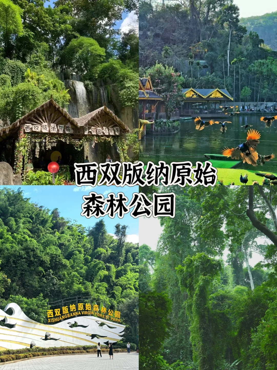 🌴西双版纳必打卡景点🔥热带风情拉满‼️