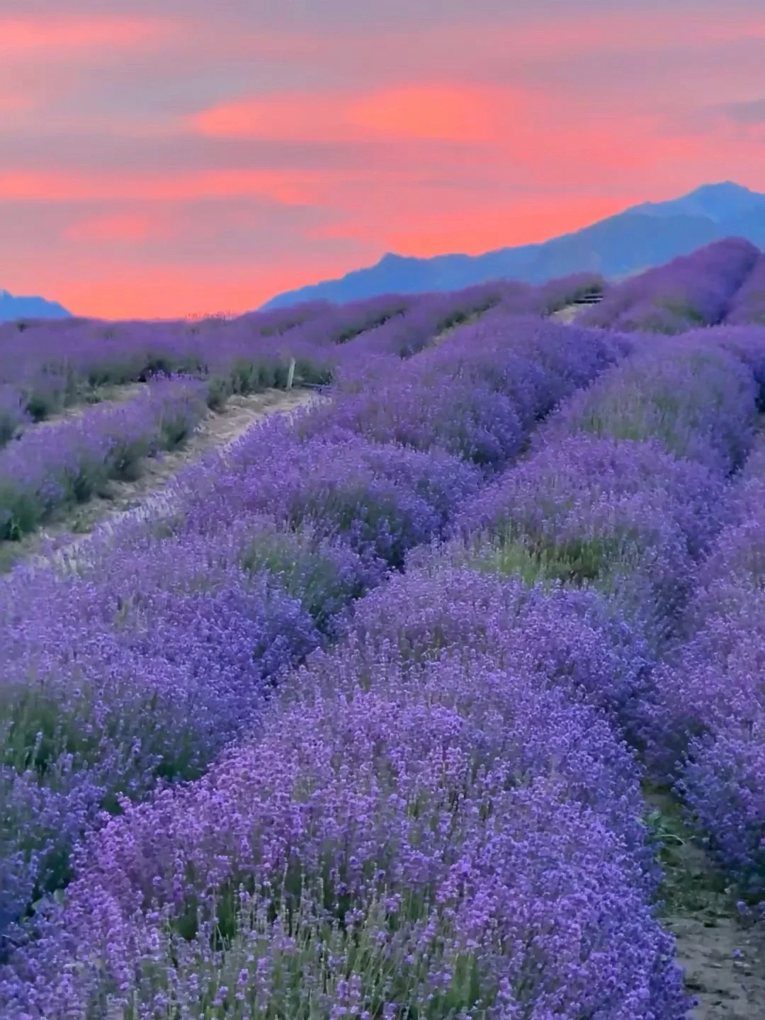 真的不在瑞士,是在五月新疆的小众㊙️境里🥰