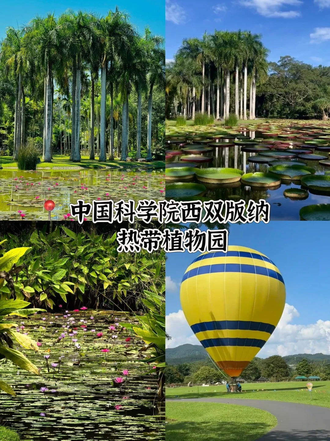 🌴西双版纳必打卡景点🔥热带风情拉满‼️