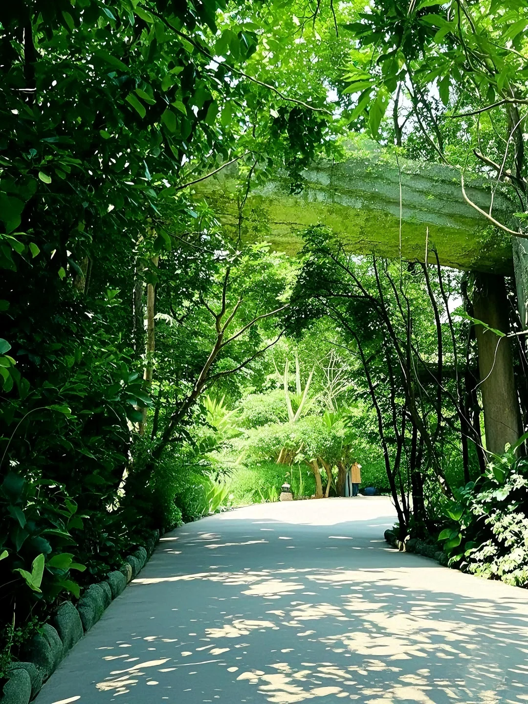 原始森林公园时间攻略景区门票