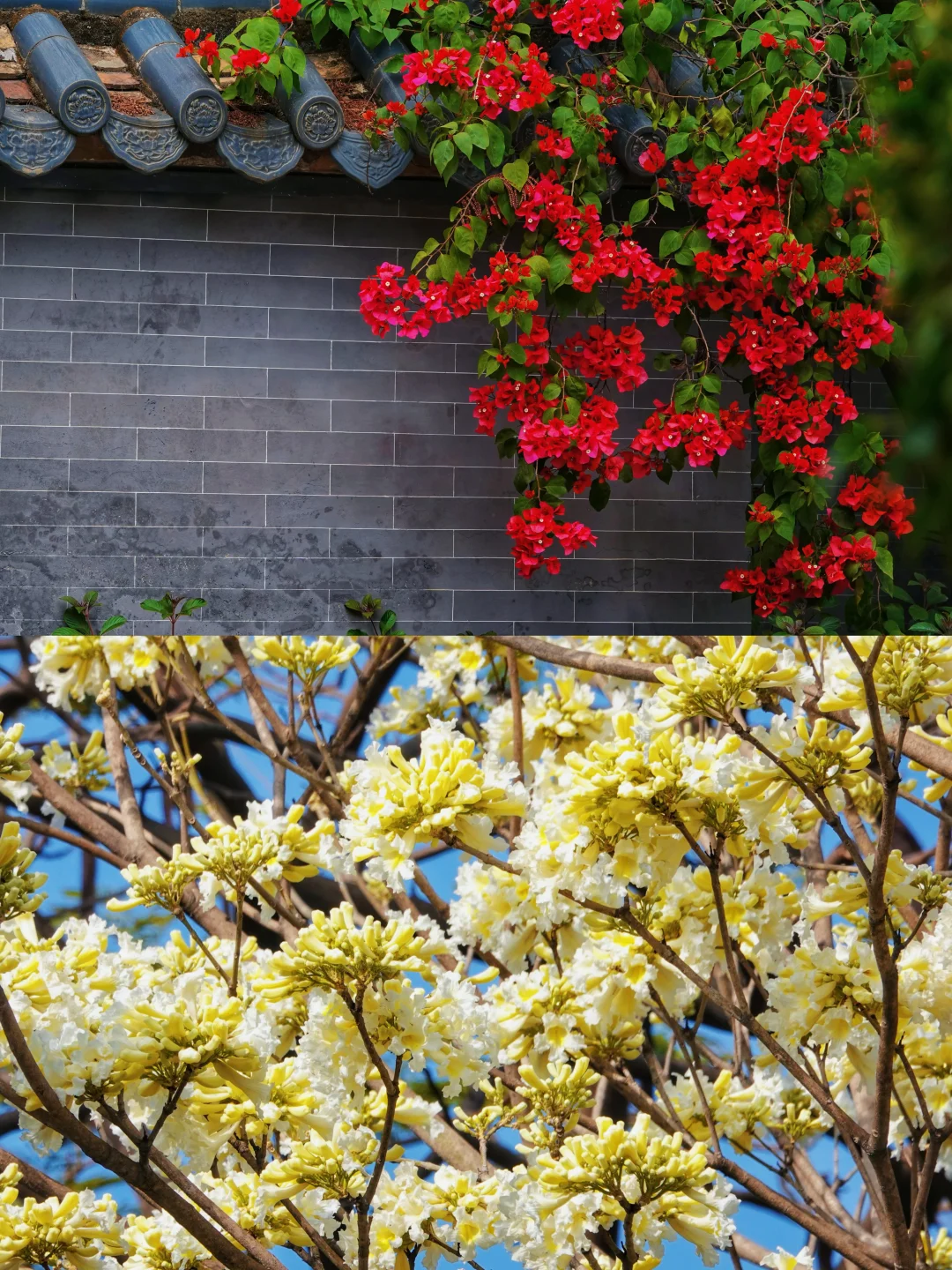 不是苏州，在广州‼️蕞喜欢的岭南园林出现了…