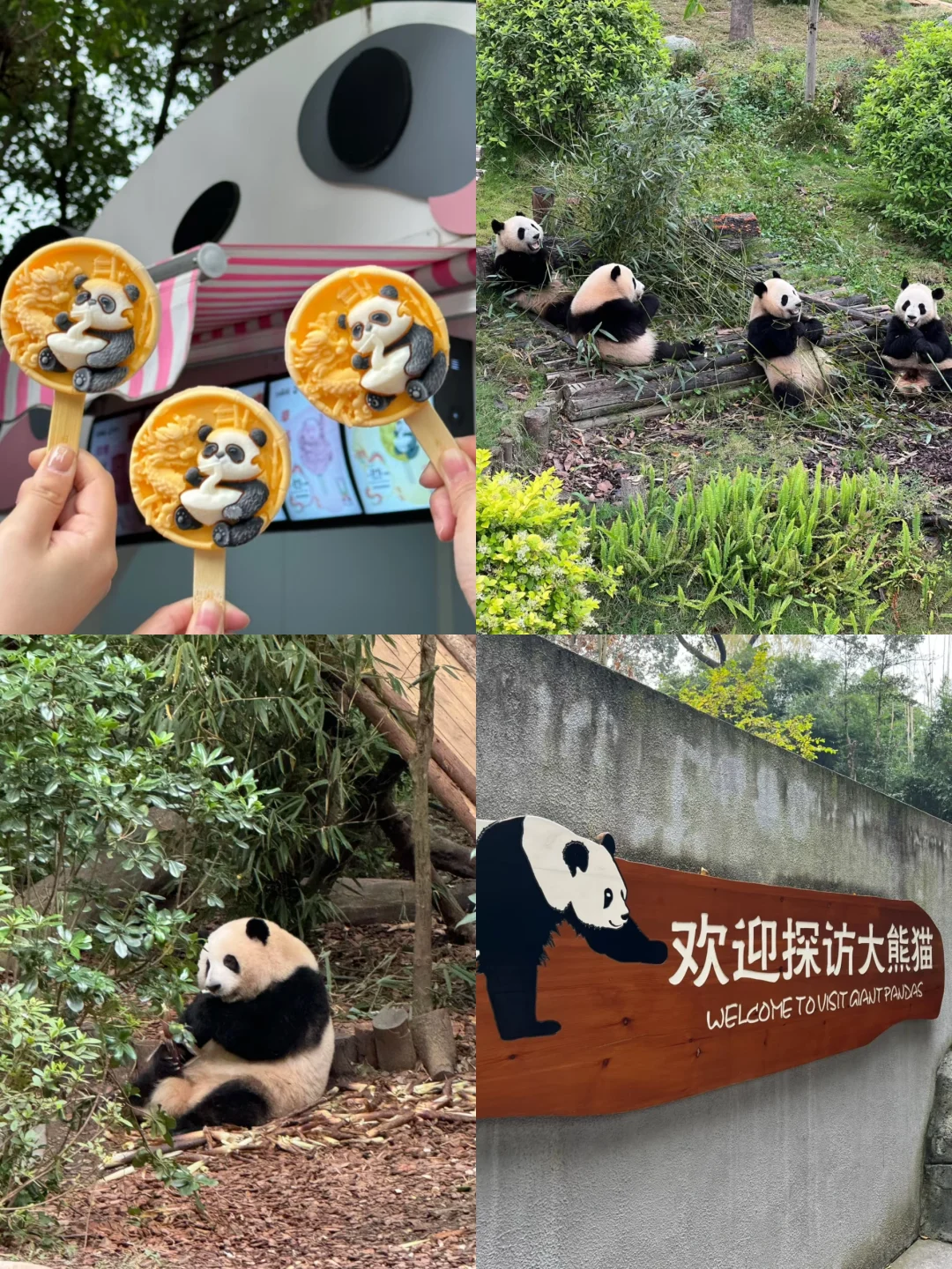 终于有人把成都三日游讲清楚了😅😅😅