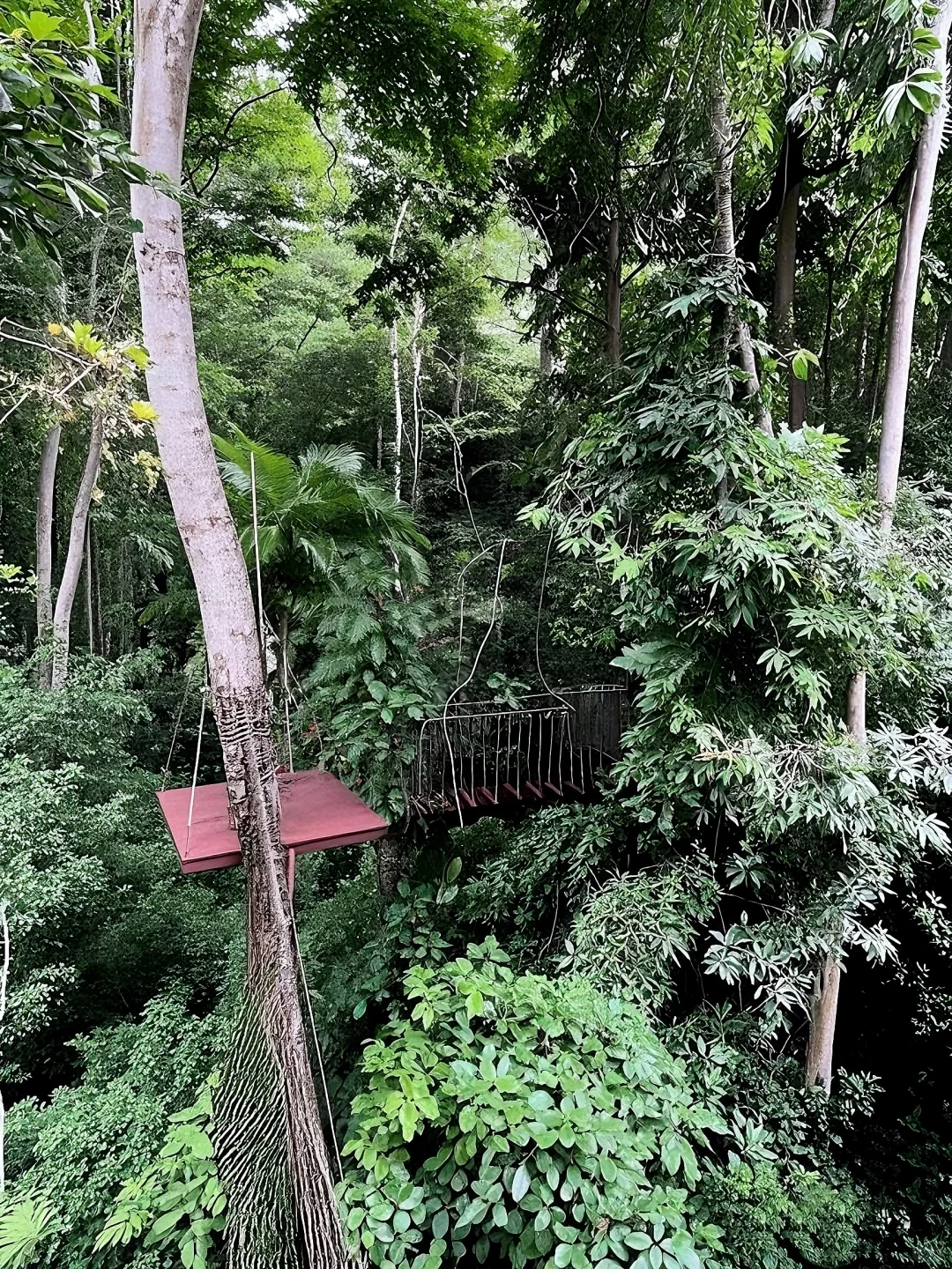 原始森林公园时间攻略景区门票