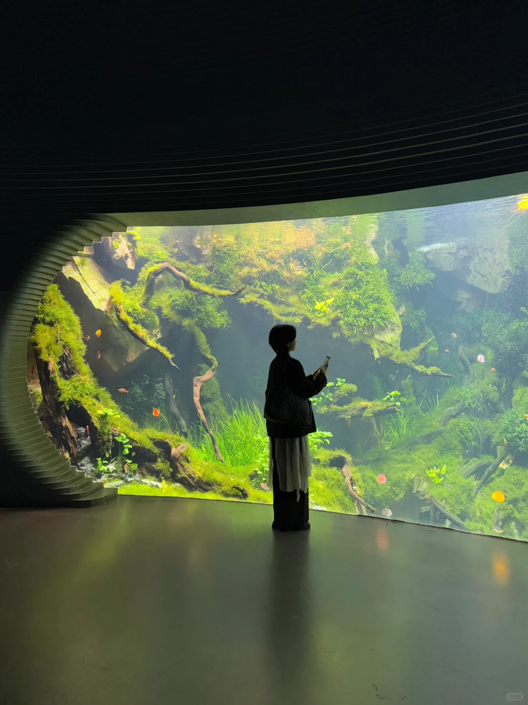 以为海洋馆够美了,直到去了水底森林🌳🫧……