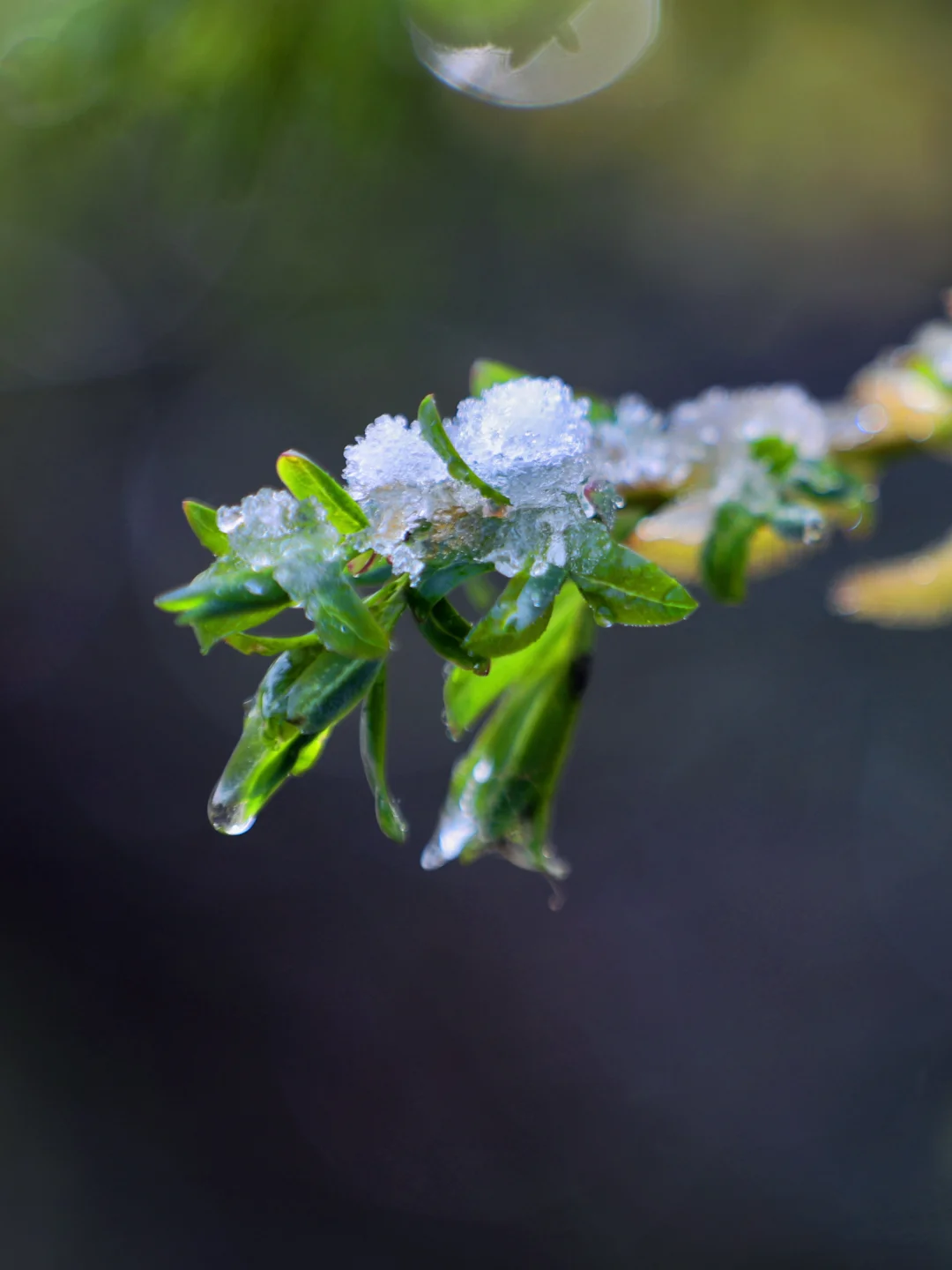 ❄️五月飞雪探秘记 | 渭源天井峡