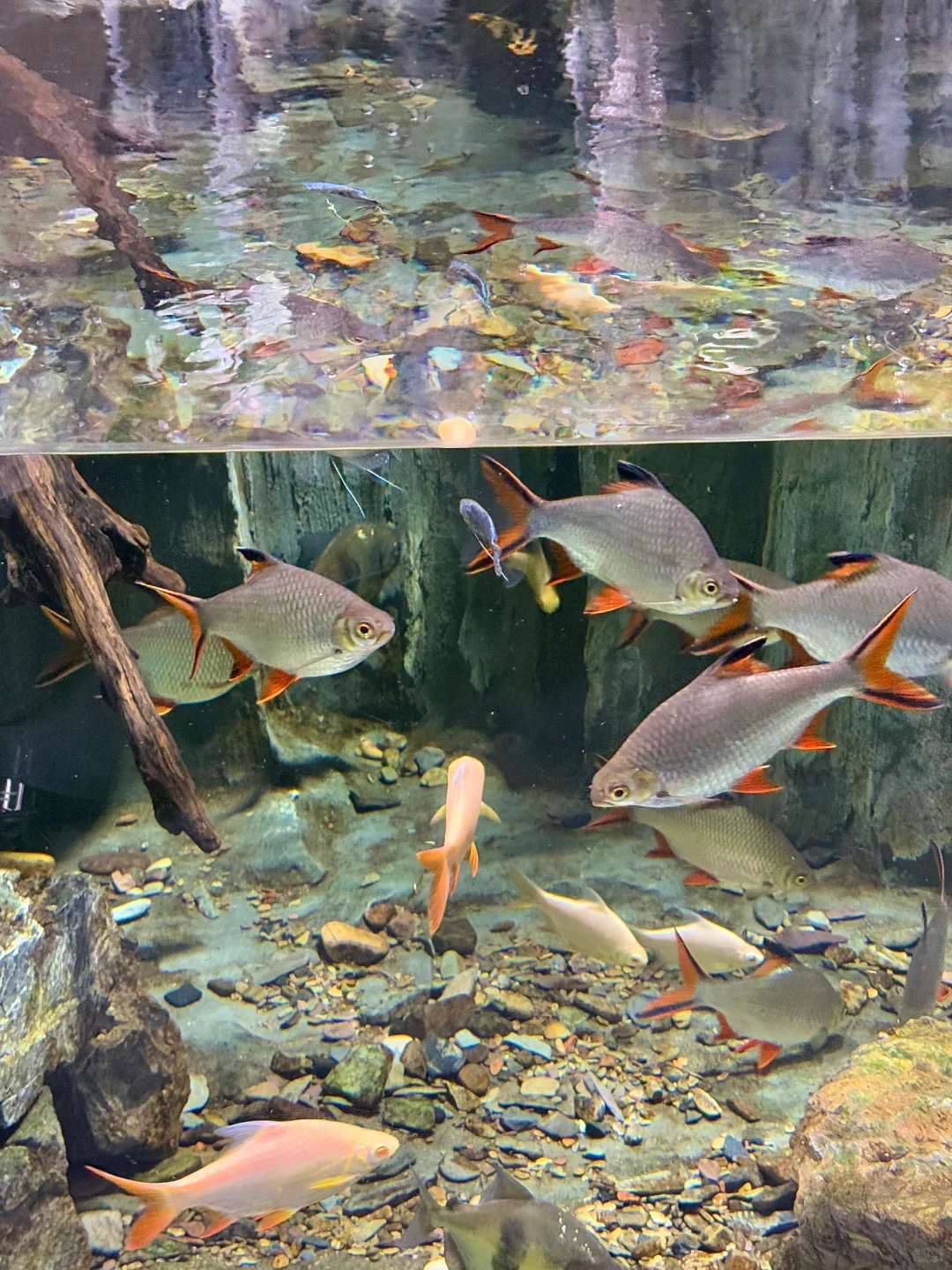 以为海洋馆够美了,直到去了水底森林🌳🫧……