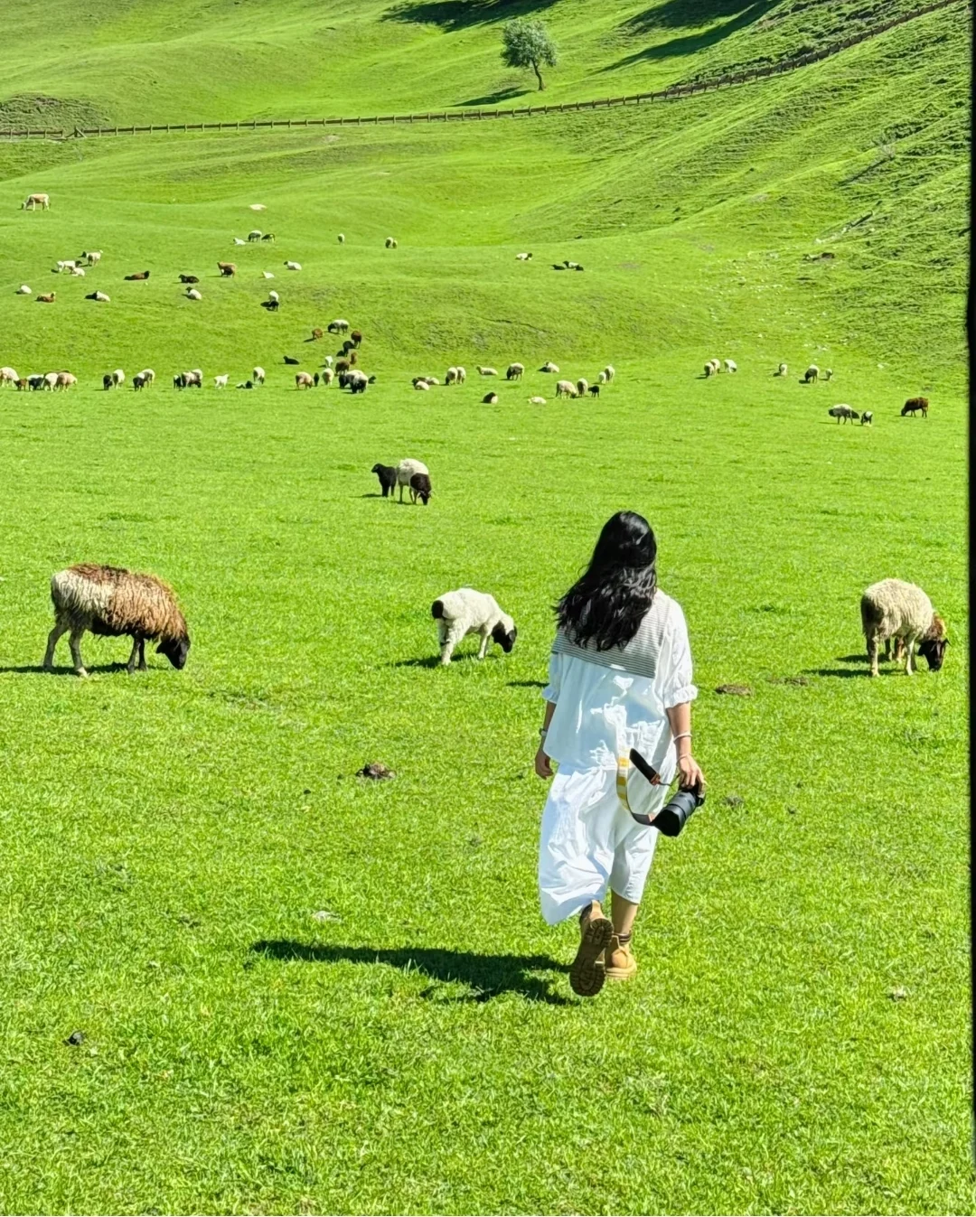 答应我❗这辈子一定不要放弃去新疆🐮🐑