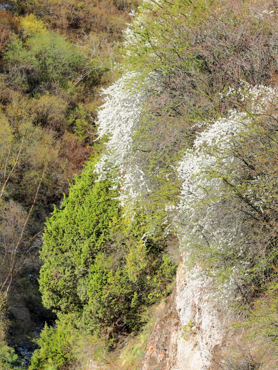❄️五月飞雪探秘记 | 渭源天井峡
