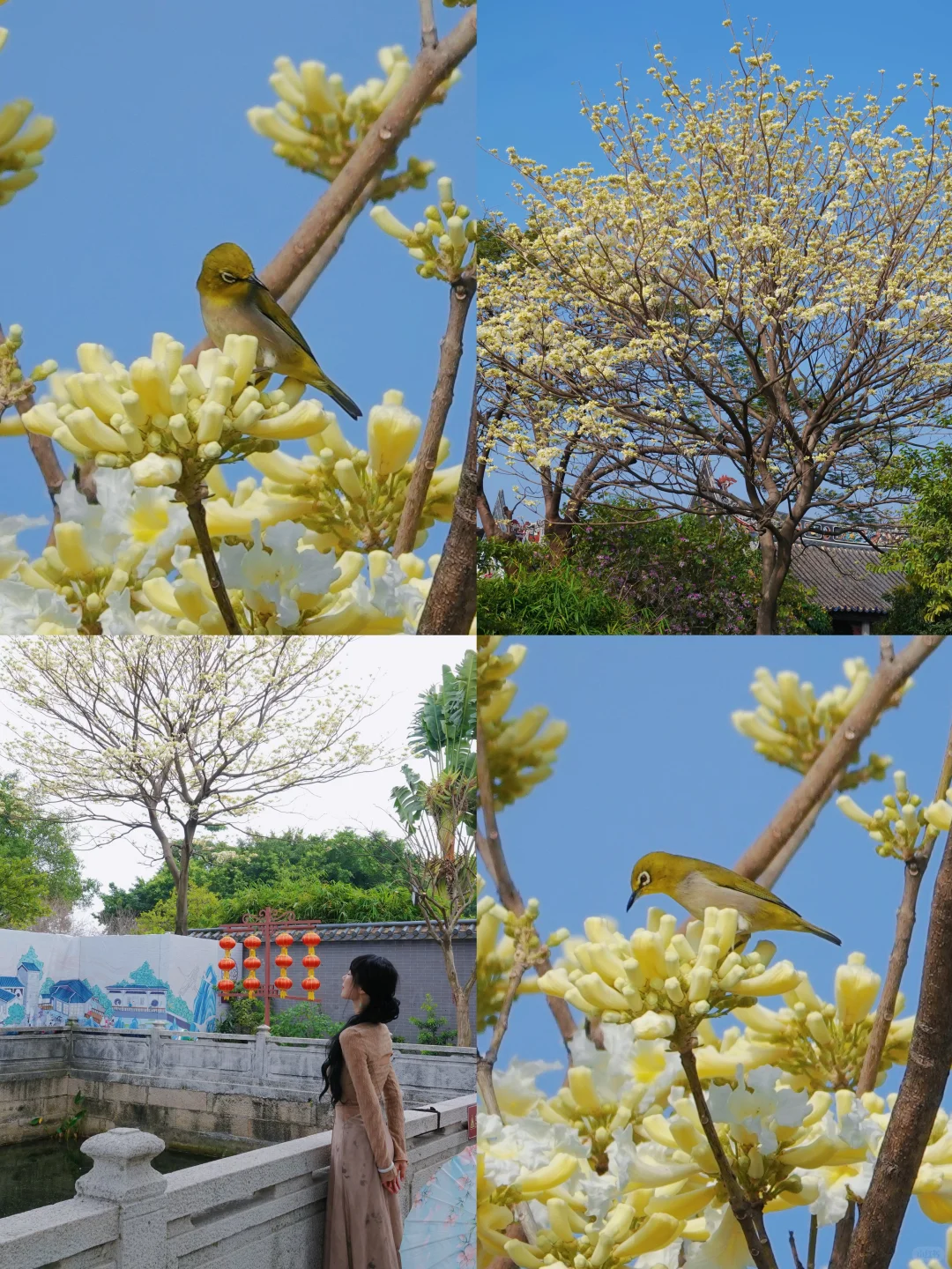 不是苏州,在广州‼️蕞喜欢的岭南园林出现了…