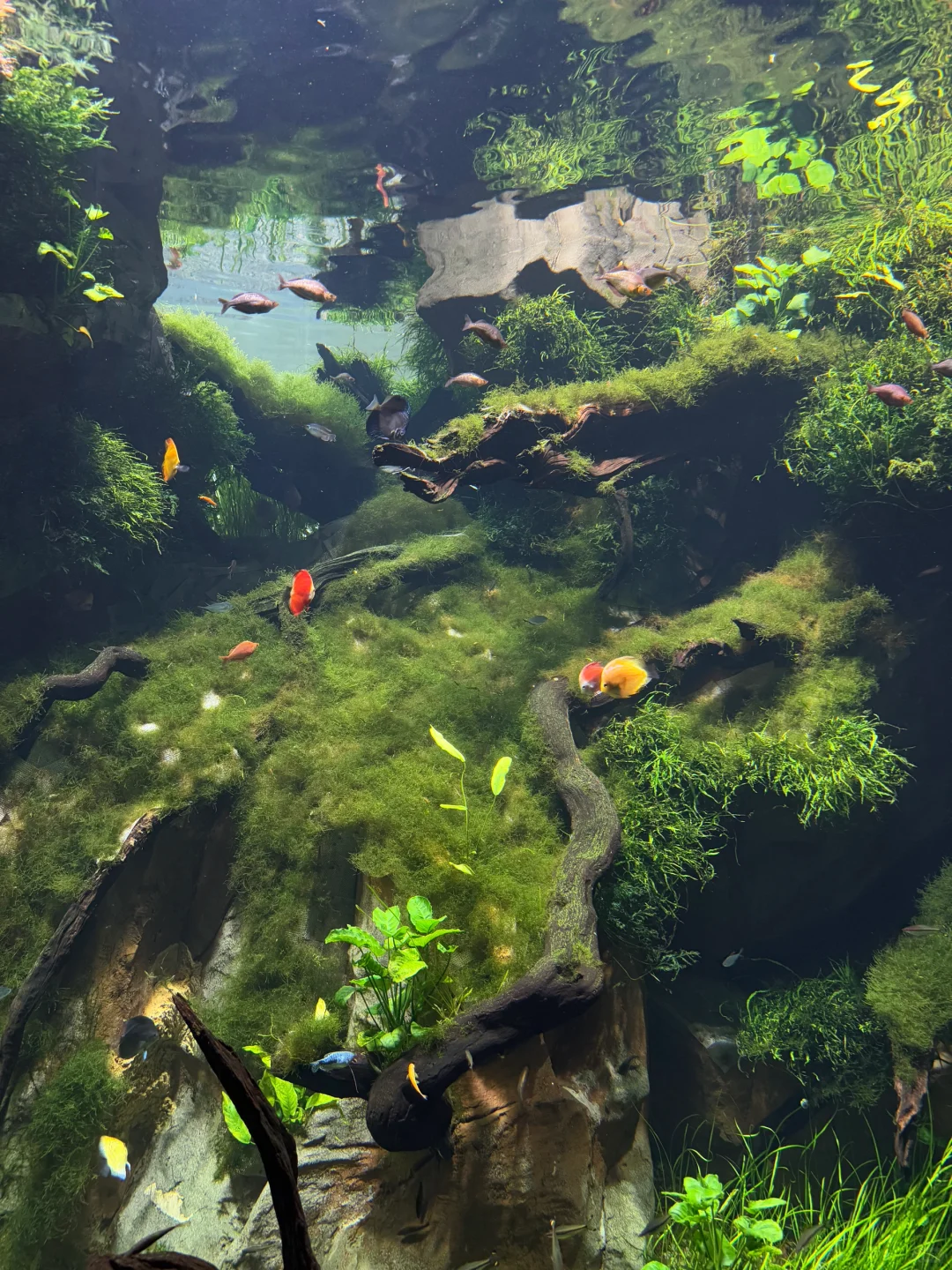 以为海洋馆够美了,直到去了水底森林🌳🫧……