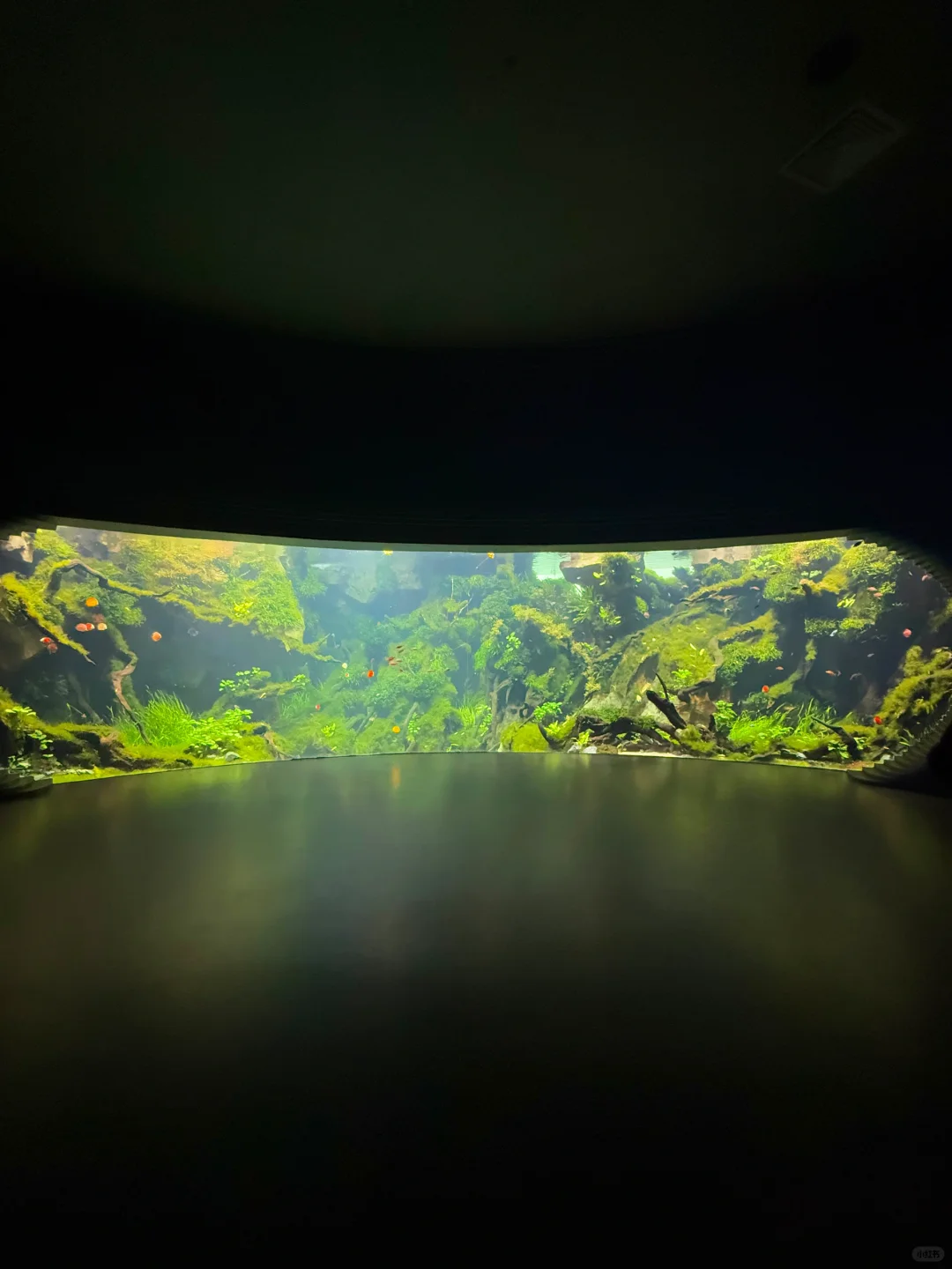 以为海洋馆够美了,直到去了水底森林🌳🫧……