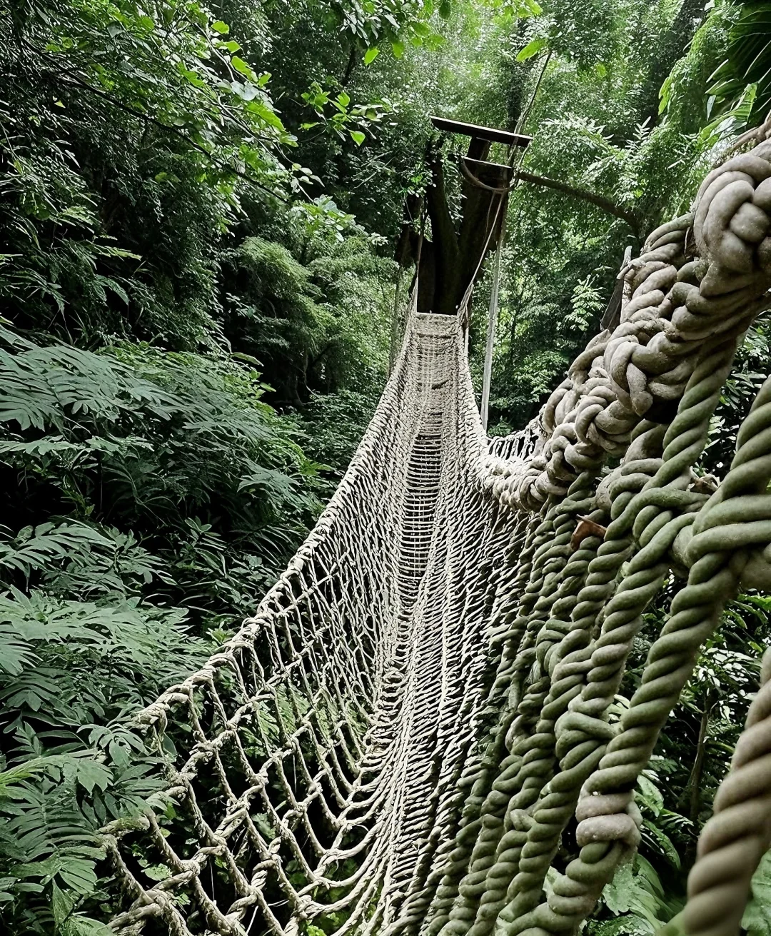 原始森林公园时间攻略景区门票