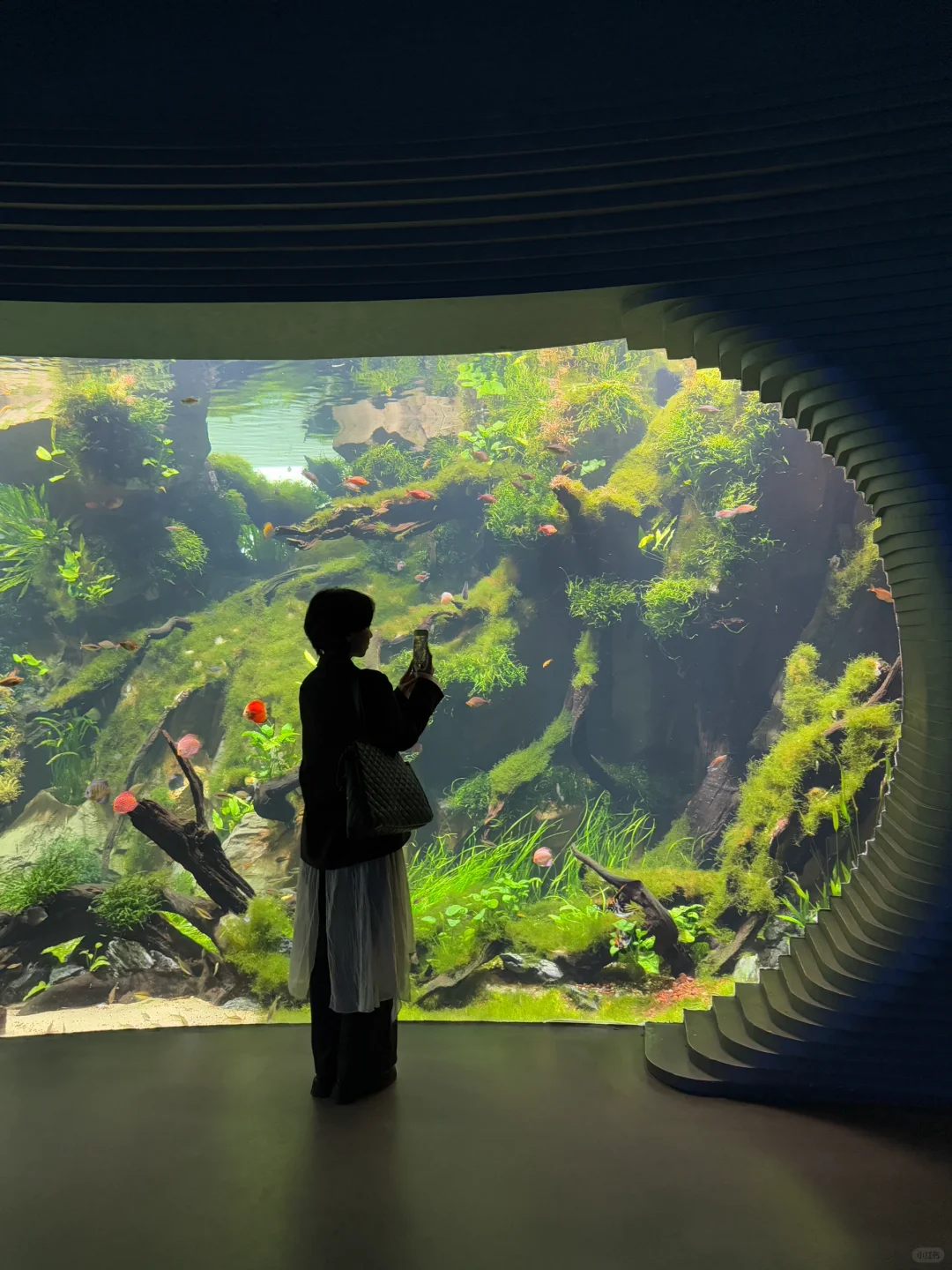 以为海洋馆够美了,直到去了水底森林🌳🫧……