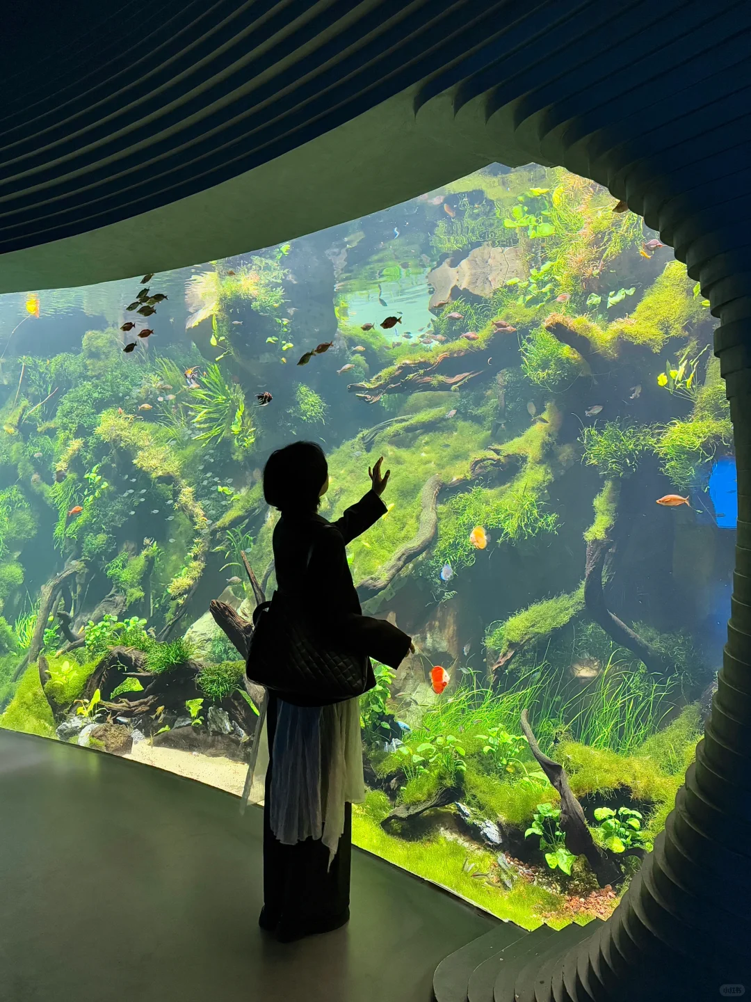 以为海洋馆够美了,直到去了水底森林🌳🫧……