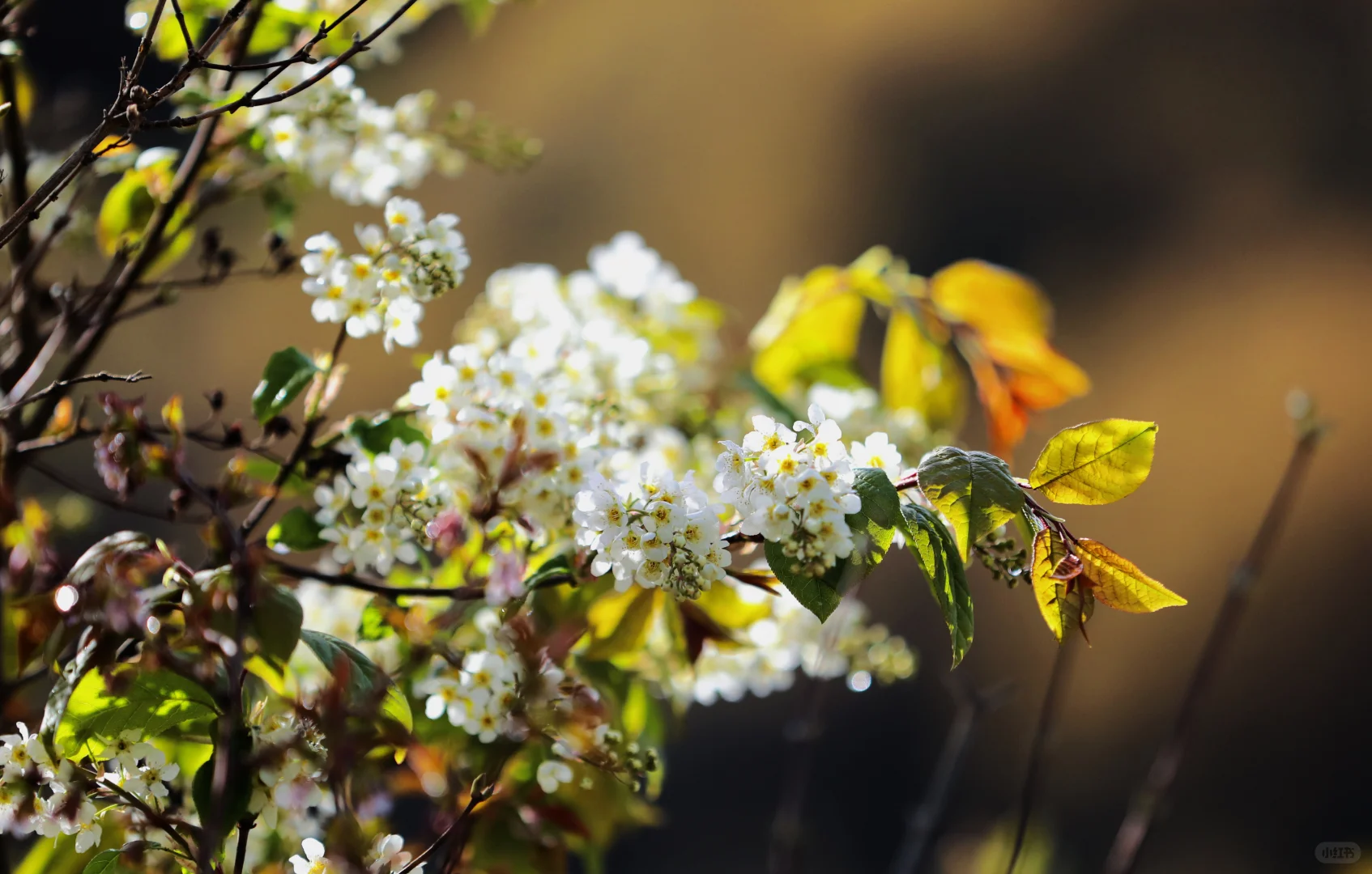 ❄️五月飞雪探秘记 | 渭源天井峡
