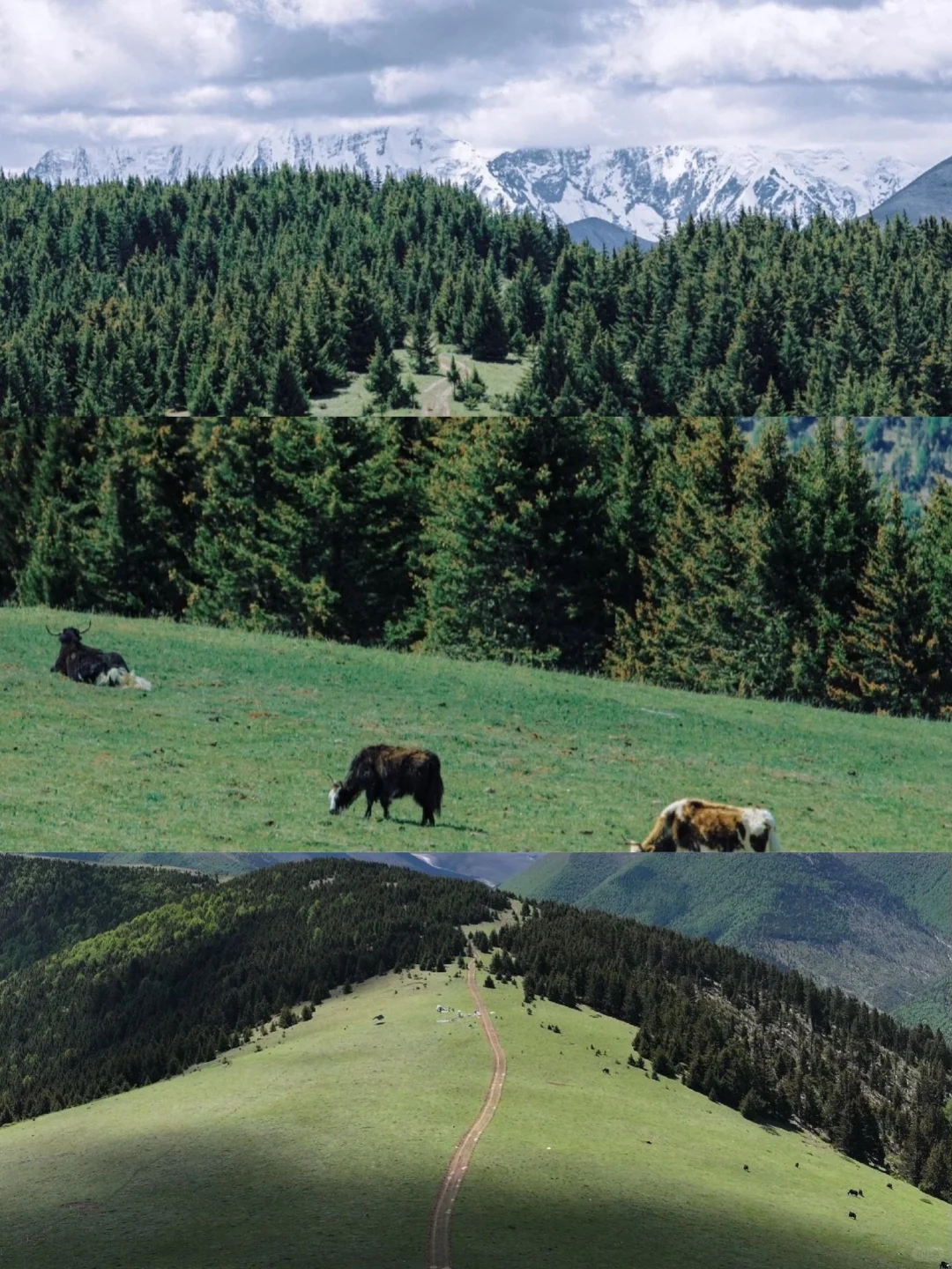 4天川西怎么玩🔥应季路线不废腚✅