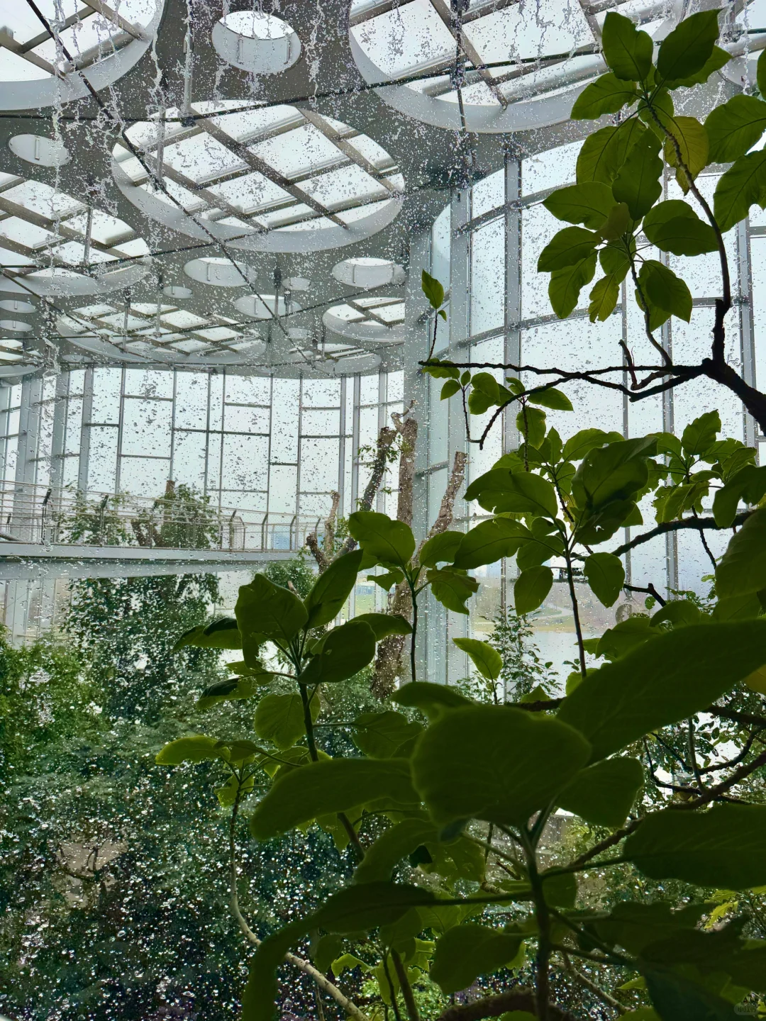 以为海洋馆够美了,直到去了水底森林🌳🫧……