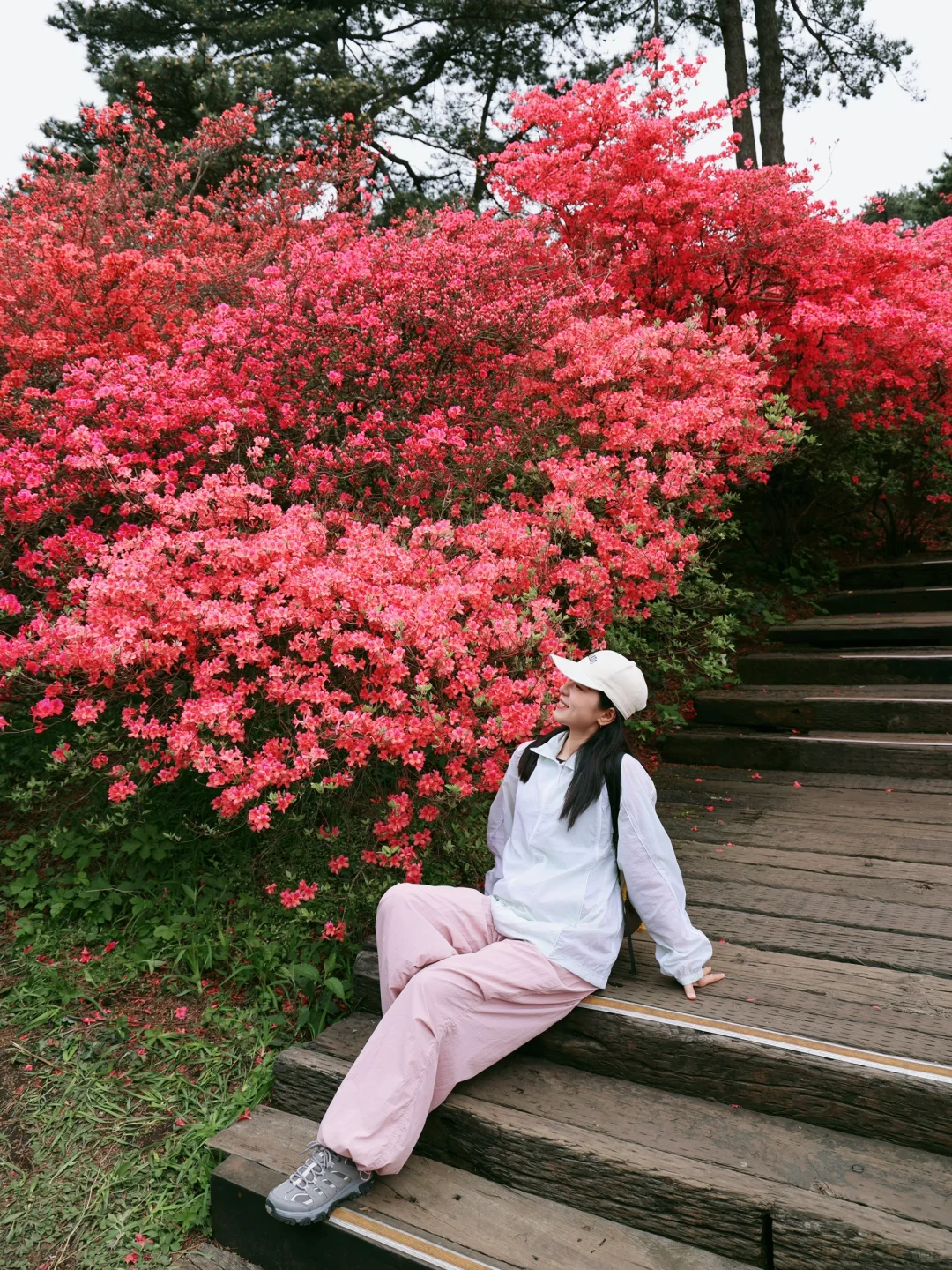 武汉2h,这里杜鹃花🌺已开爆!速来!附攻略