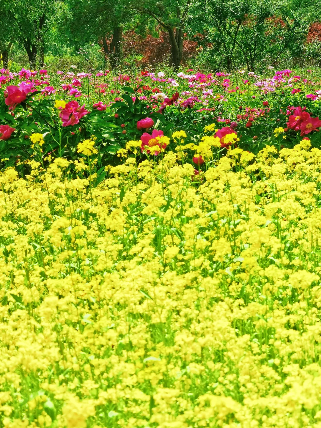北京如此仙气飘飘的芍药油菜花大滨菊美爆了