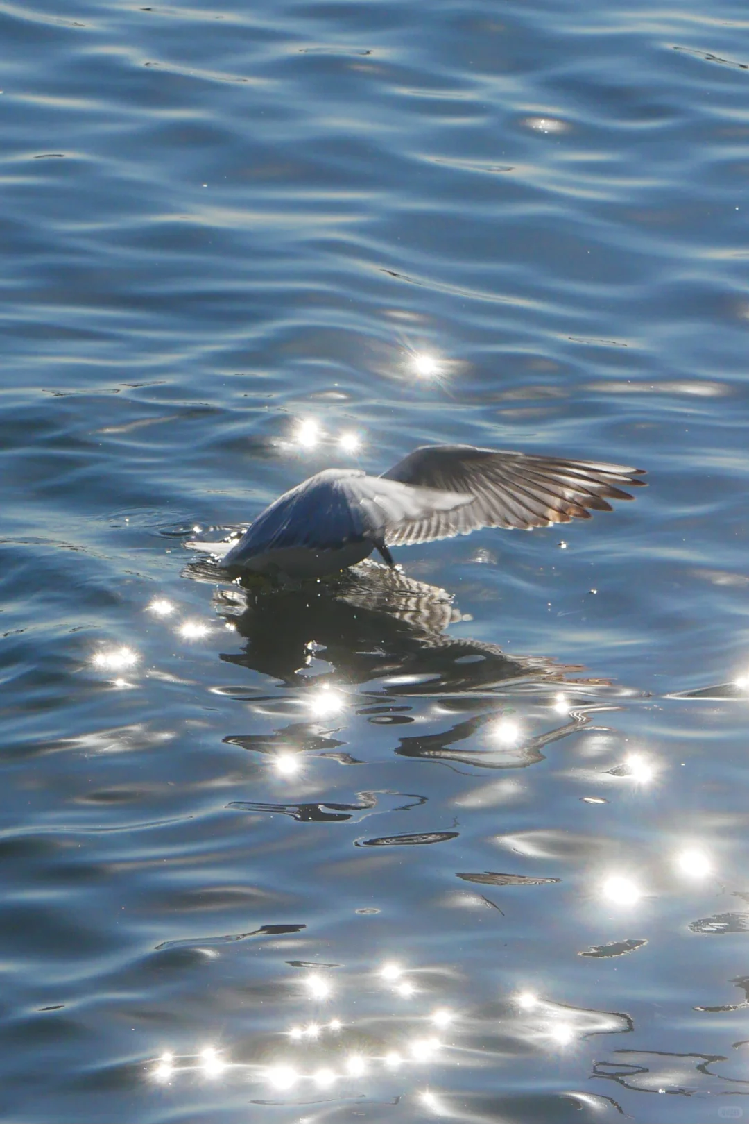 冬天的照片夏天发✨️等着海鸥再出发🪽