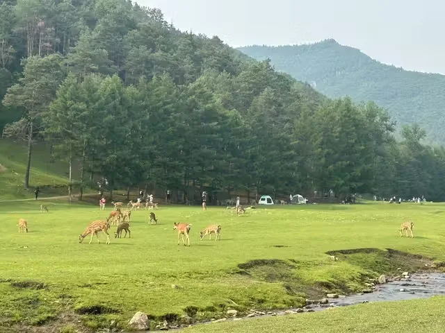 伊春金山鹿苑订票
