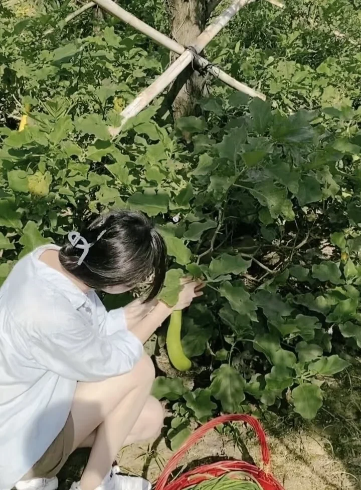 哇！免费小菜园在嘉兴郊区