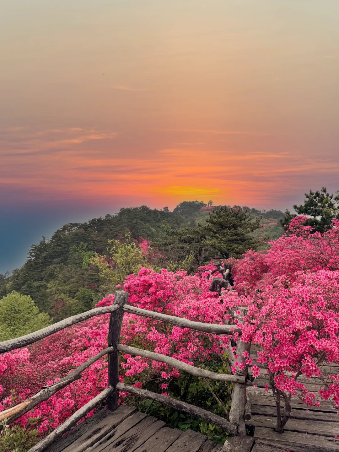 武汉2h,这里杜鹃花🌺已开爆!速来!附攻略