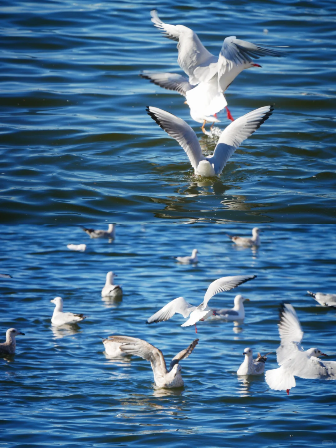 冬天的照片夏天发✨️等着海鸥再出发🪽