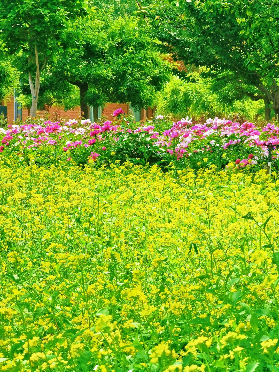 北京如此仙气飘飘的芍药油菜花大滨菊美爆了