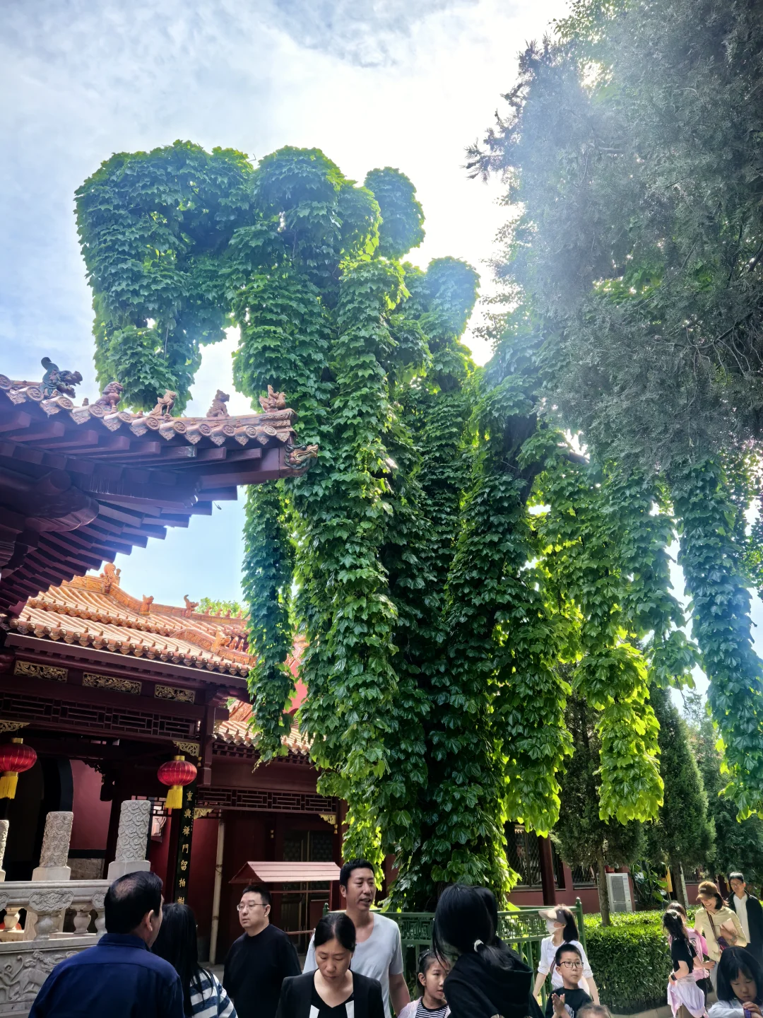 一寺，一古树，舍利镇塔底！