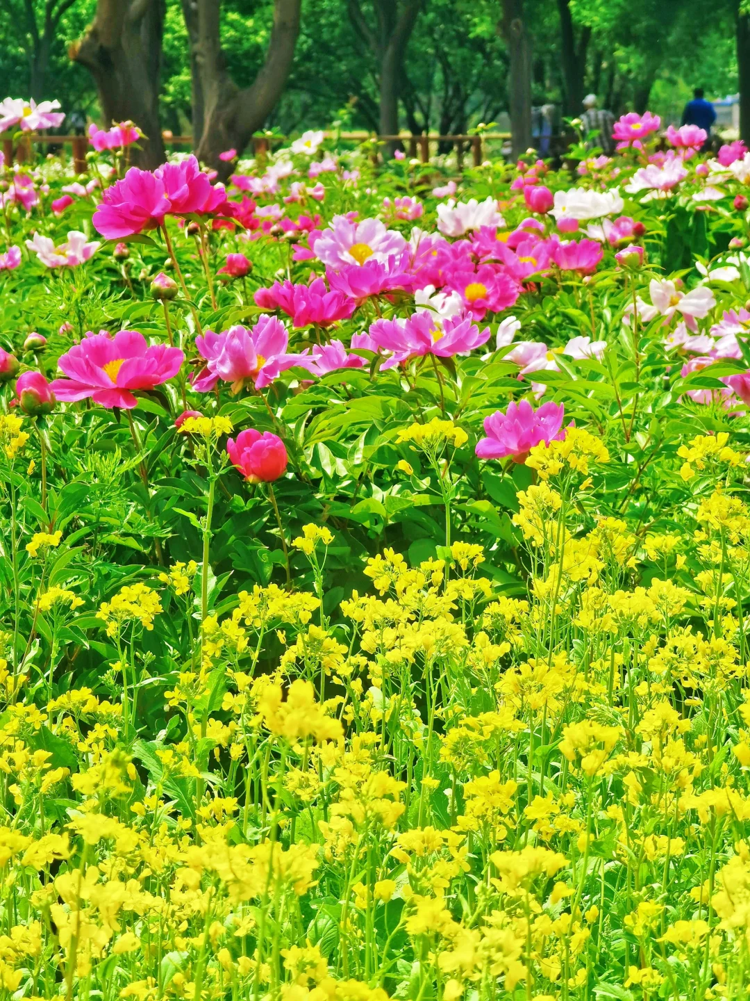 北京如此仙气飘飘的芍药油菜花大滨菊美爆了