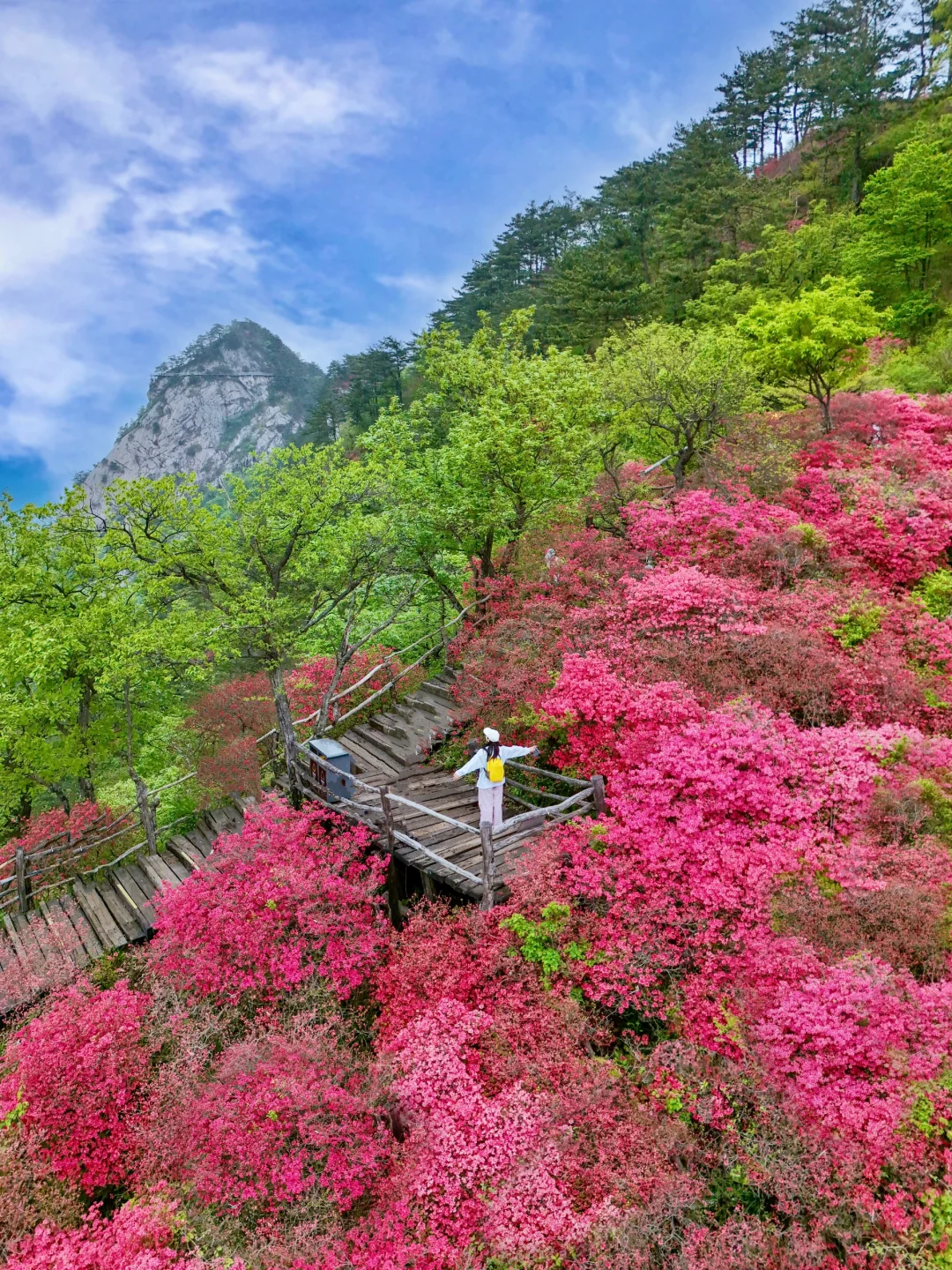 武汉2h,这里杜鹃花🌺已开爆!速来!附攻略