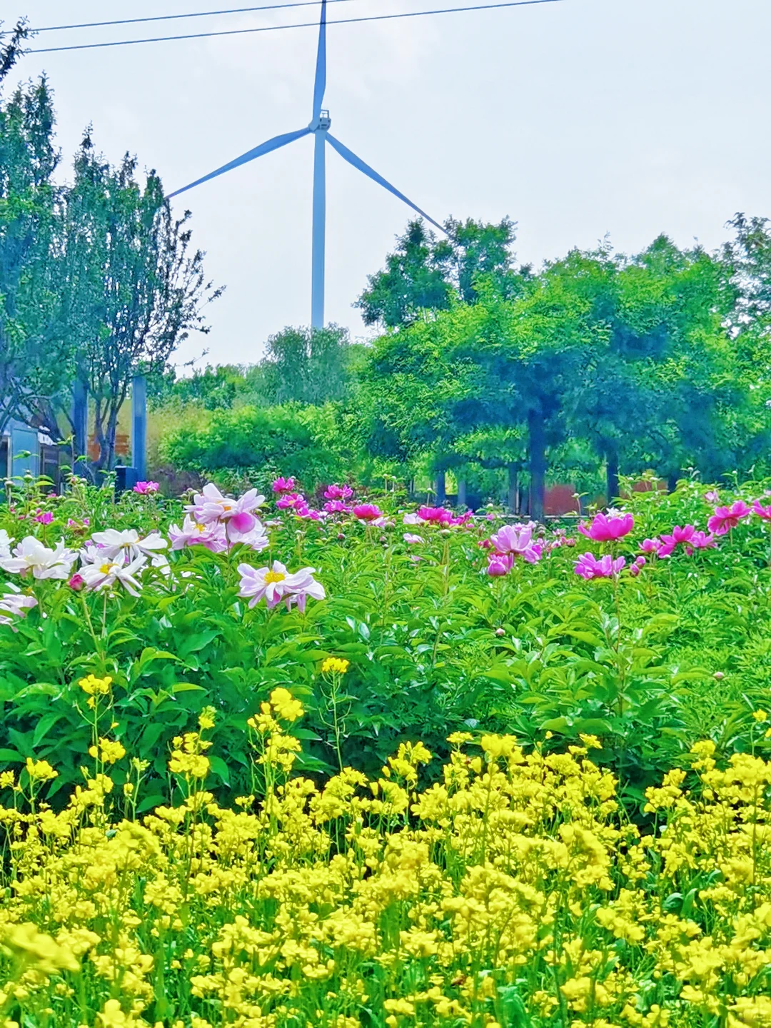北京如此仙气飘飘的芍药油菜花大滨菊美爆了