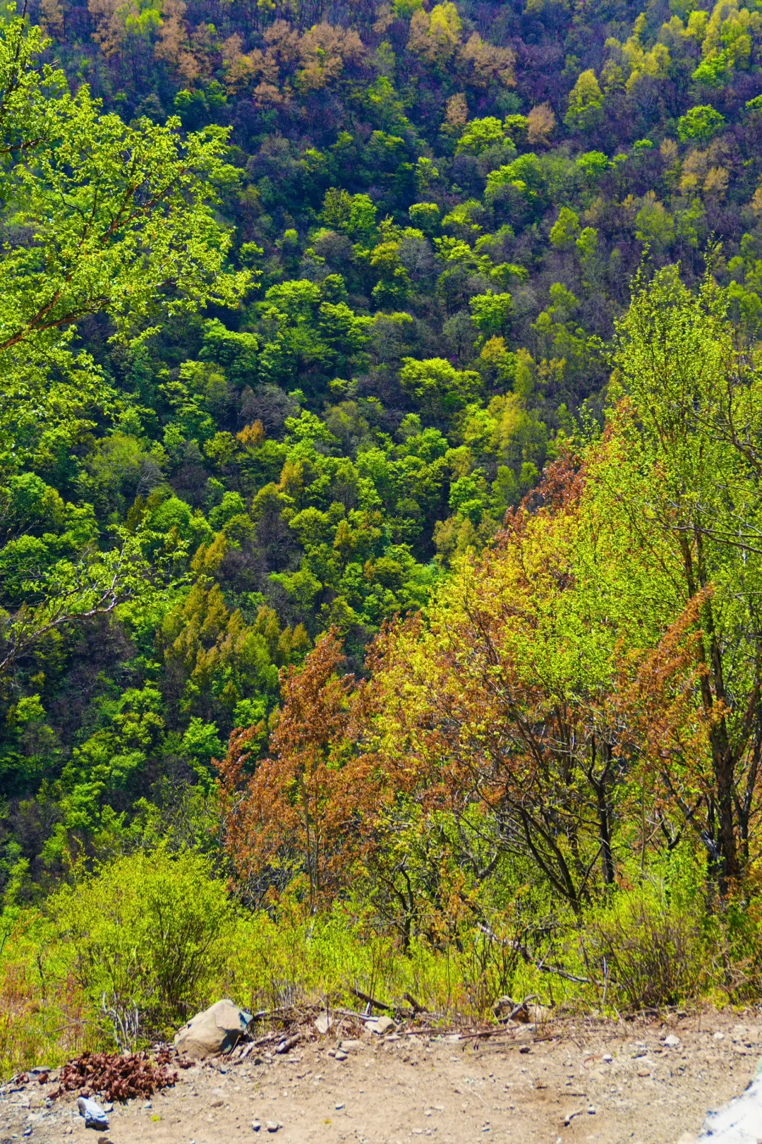 反向旅游是真的香❗️承包整片风景，野心友好