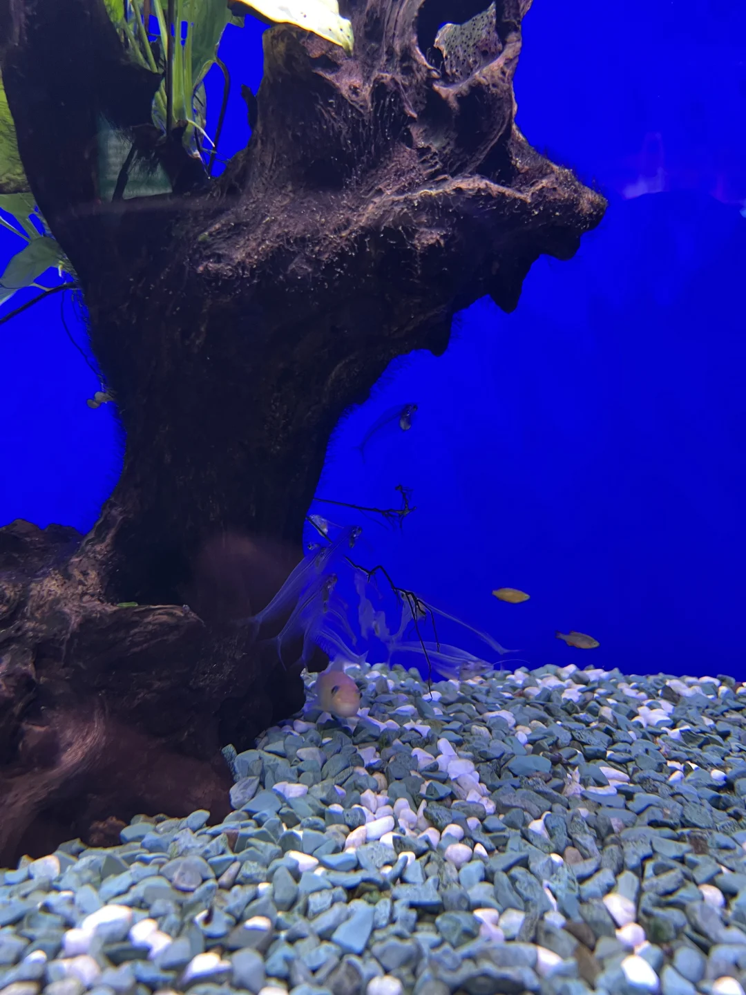 已被宰！！奉劝那些来北海旅游的人。。