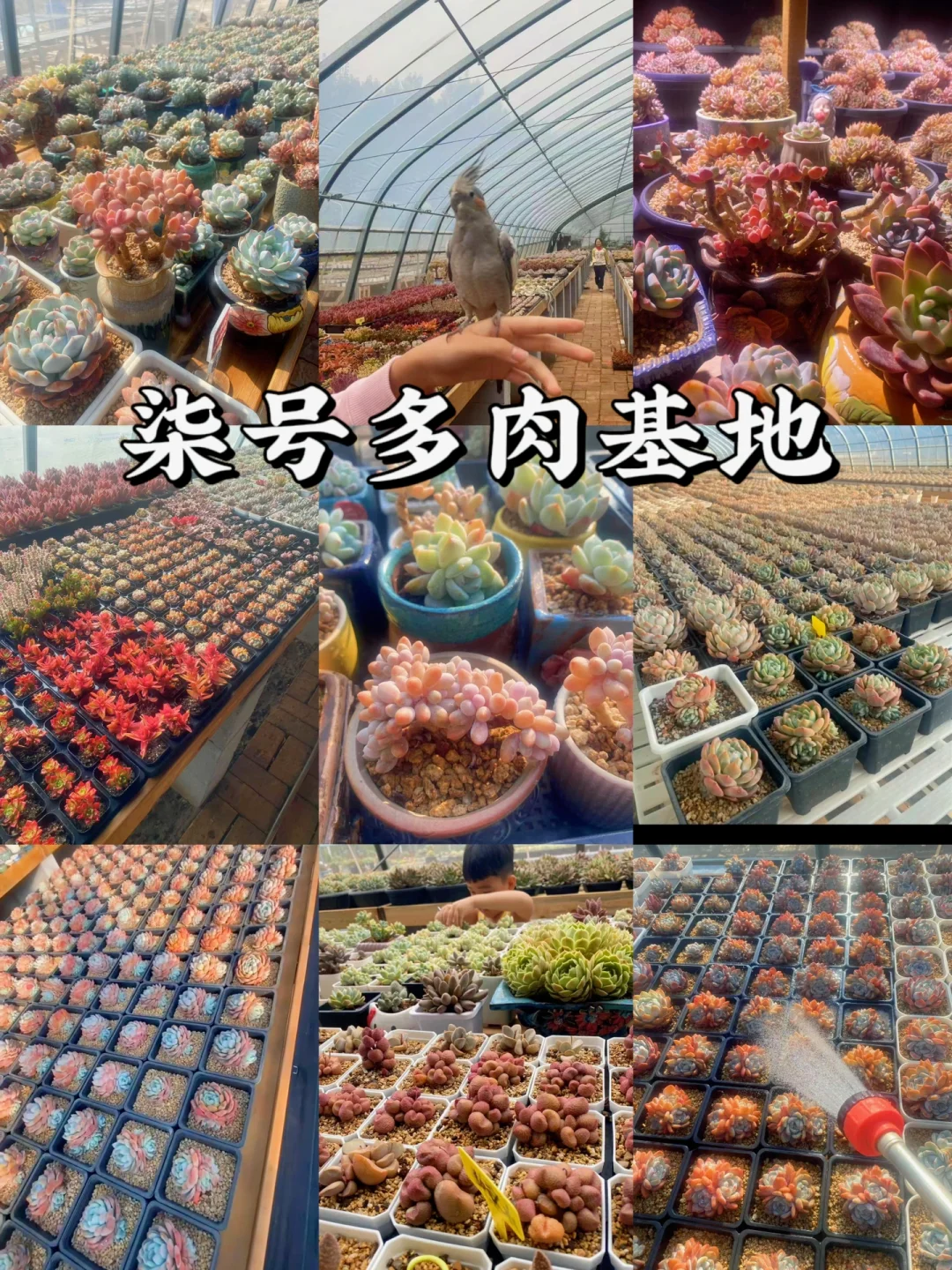 廊坊一日游攻略｜一个人逛遍廊坊怎么玩📍