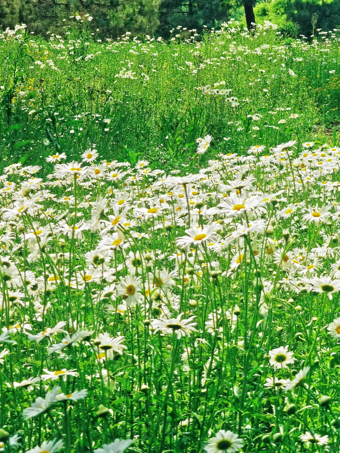 北京如此仙气飘飘的芍药油菜花大滨菊美爆了