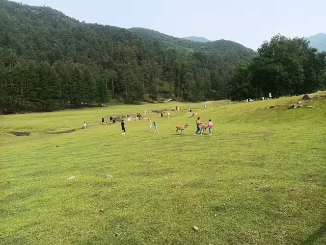 伊春金山鹿苑订票