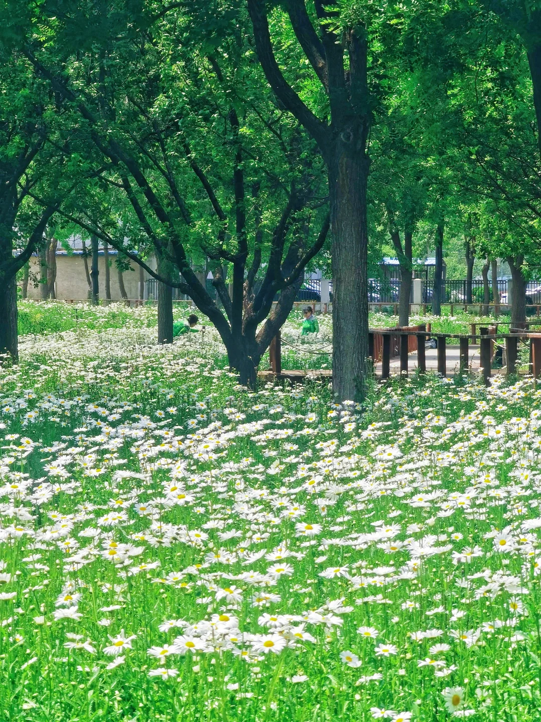 北京如此仙气飘飘的芍药油菜花大滨菊美爆了