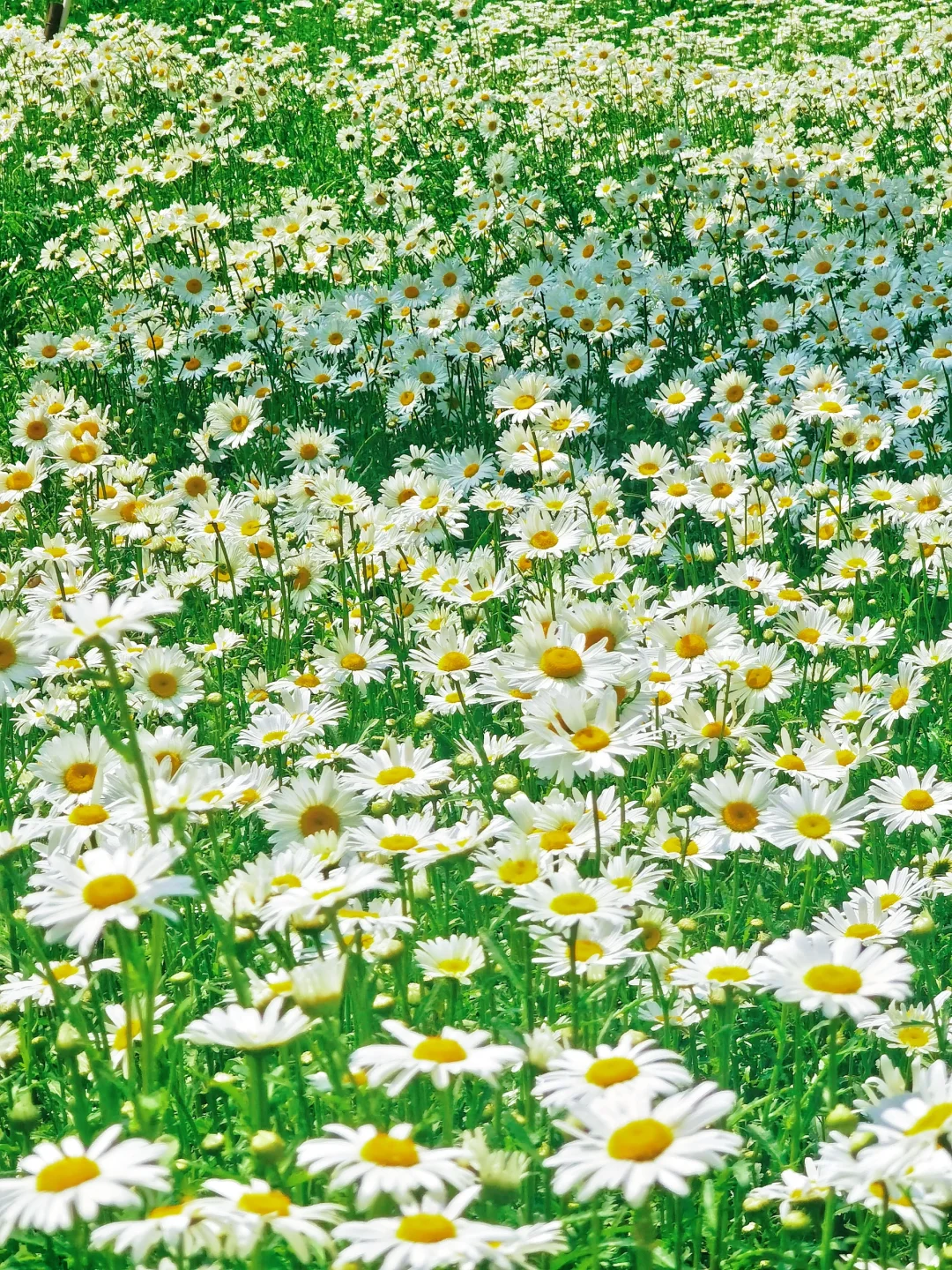 北京如此仙气飘飘的芍药油菜花大滨菊美爆了