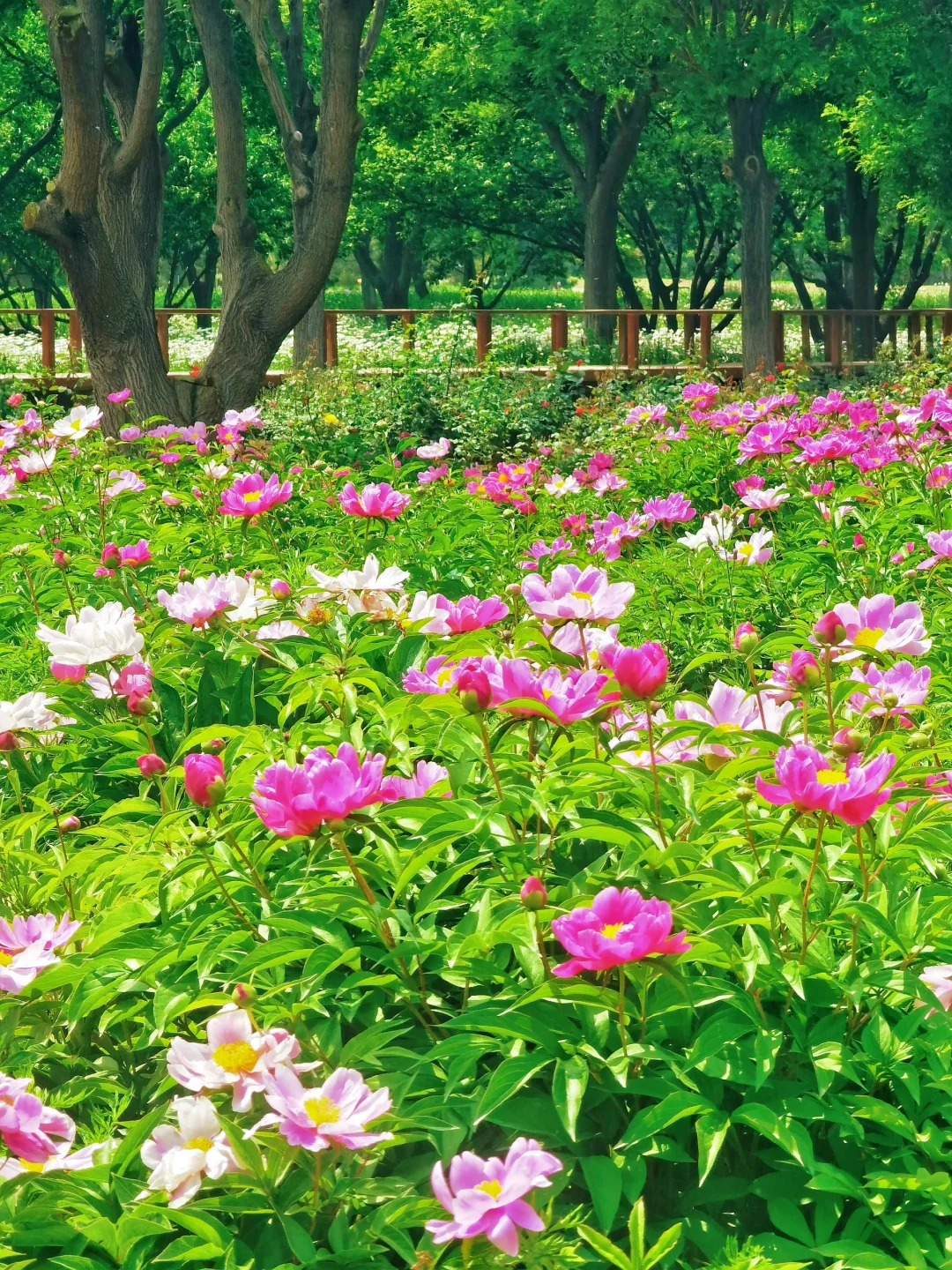 北京如此仙气飘飘的芍药油菜花大滨菊美爆了