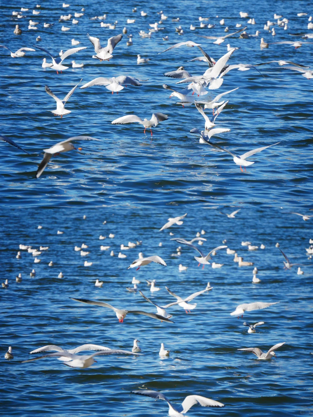 冬天的照片夏天发✨️等着海鸥再出发🪽