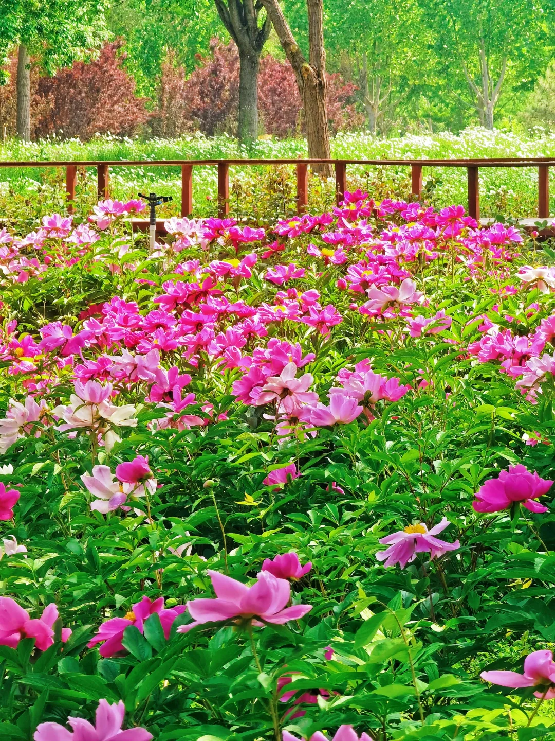 北京如此仙气飘飘的芍药油菜花大滨菊美爆了