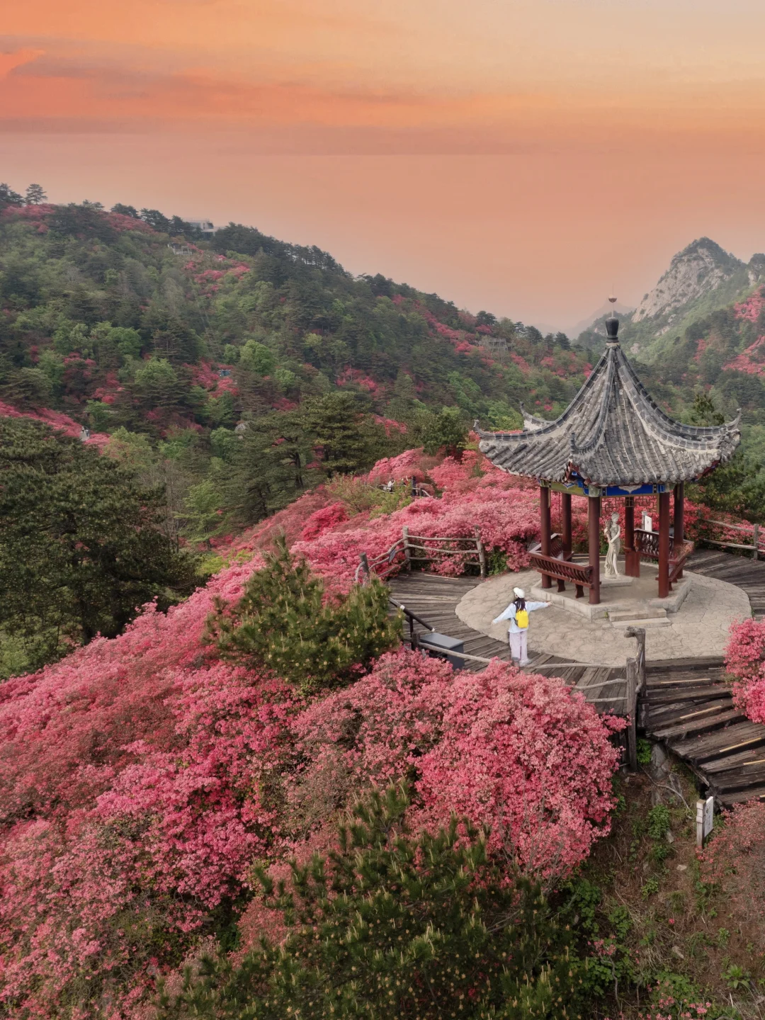 武汉2h,这里杜鹃花🌺已开爆!速来!附攻略