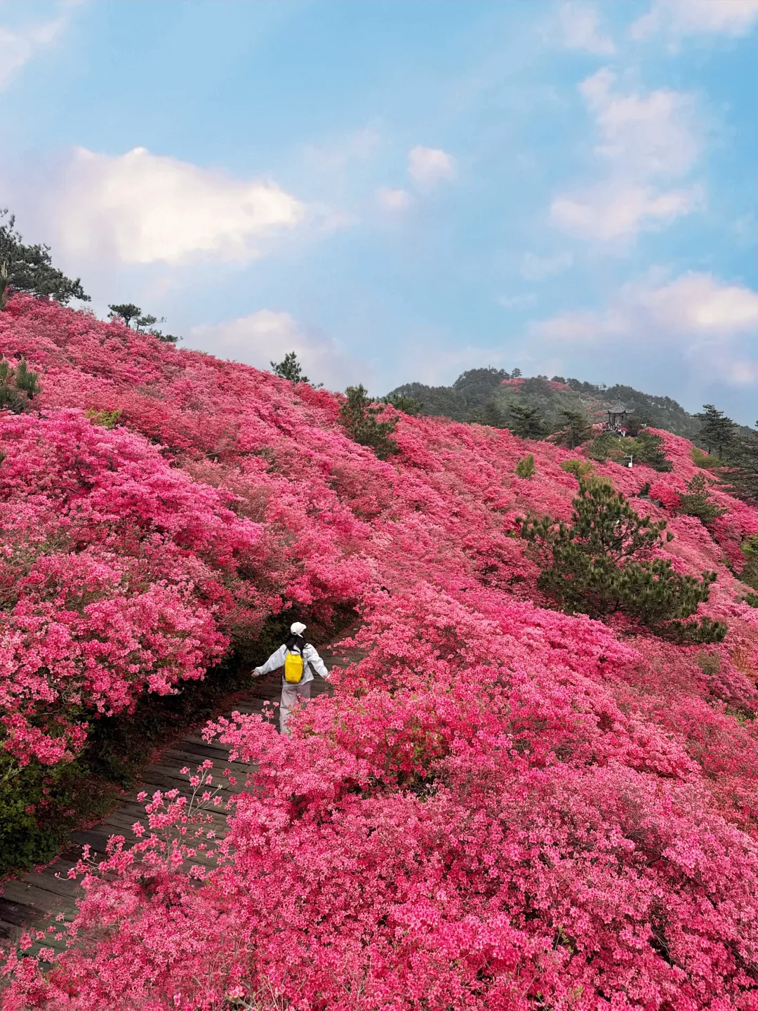 武汉2h,这里杜鹃花🌺已开爆!速来!附攻略