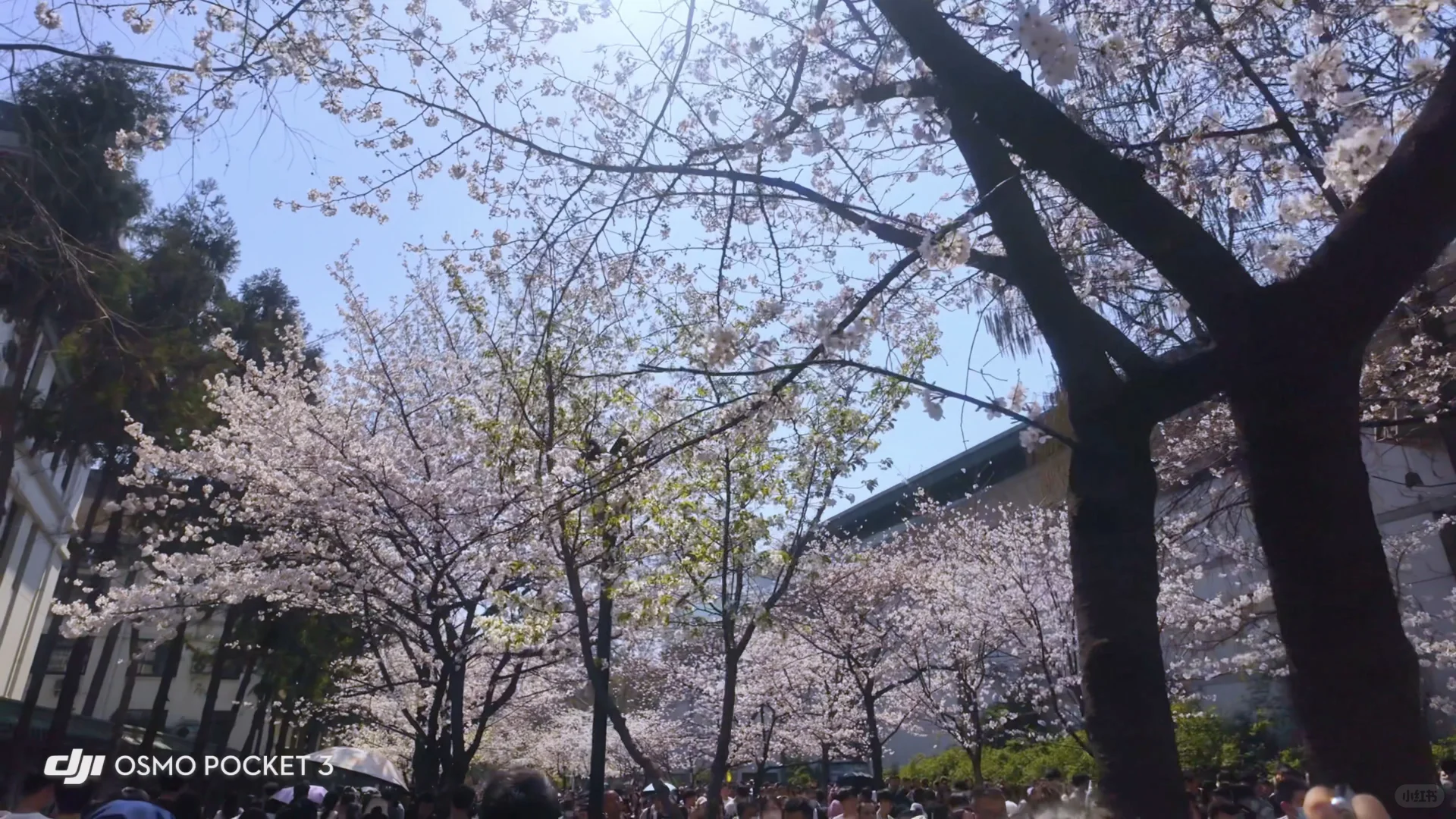 淄博→南京 两天一晚特种兵旅行攻略